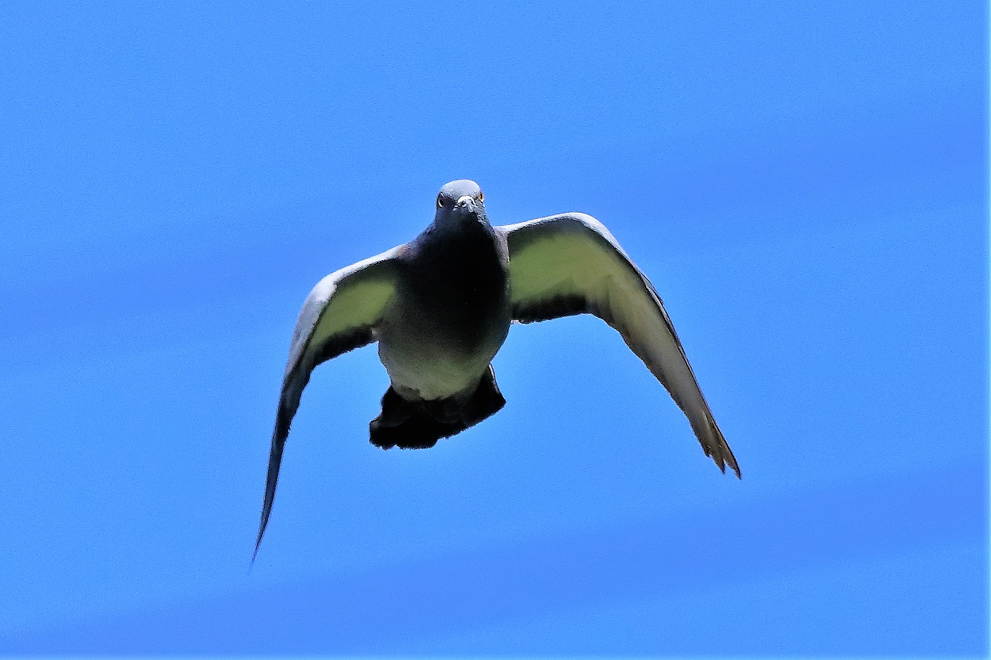 colombaccio 11-06-2022