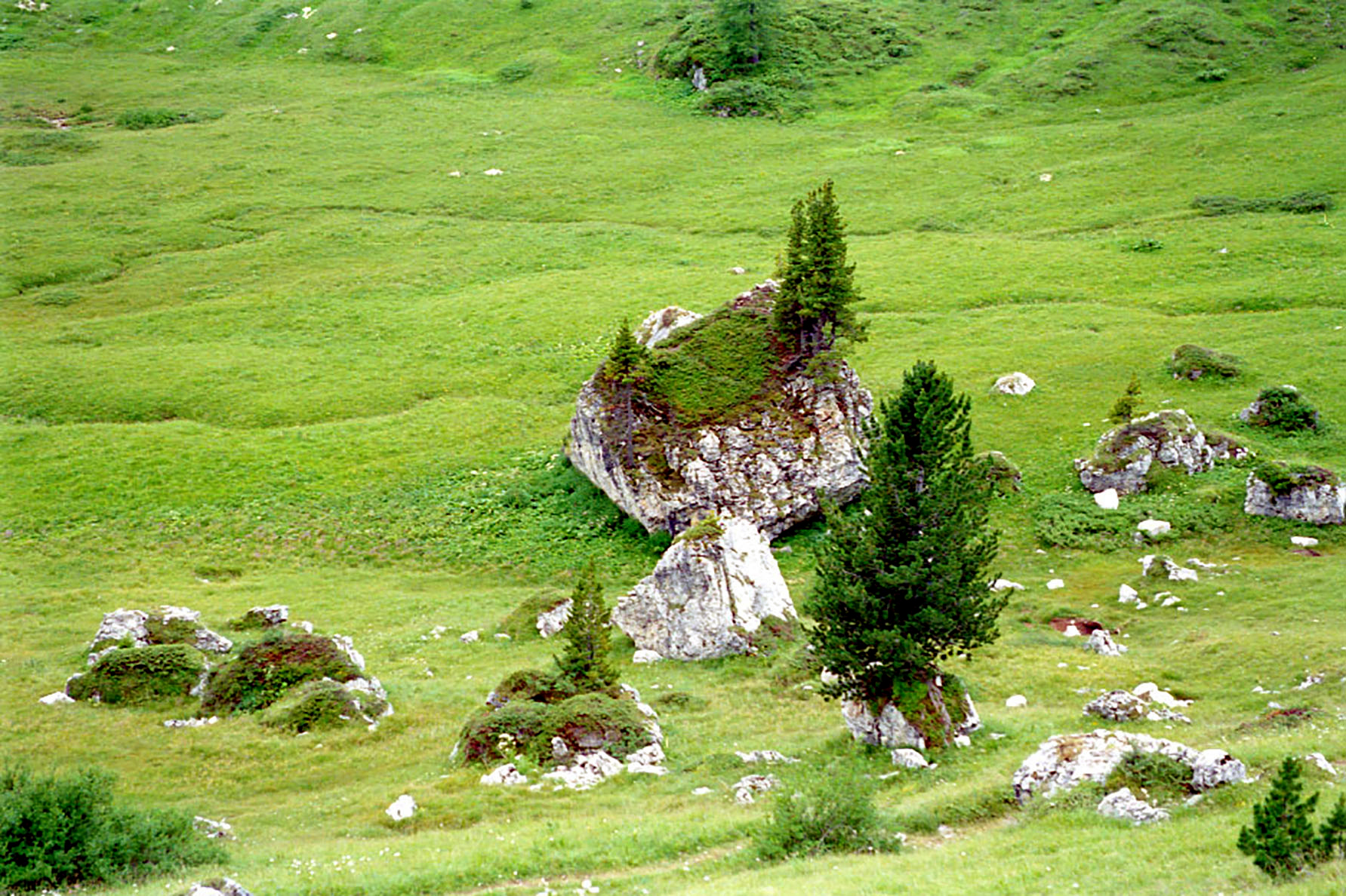 Rocce con alberi