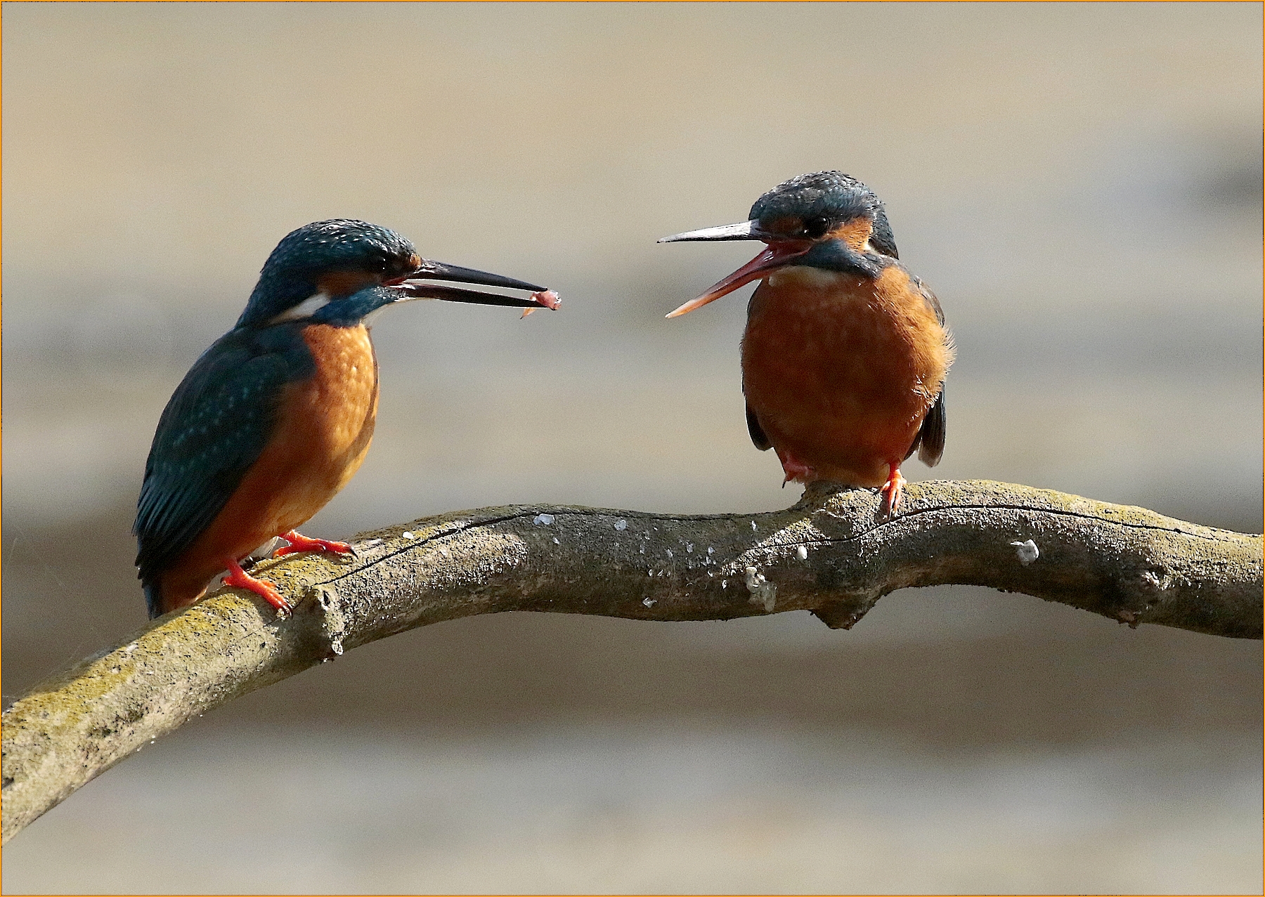 '' aloraaaa,,, you give it up or noooo,,, ''