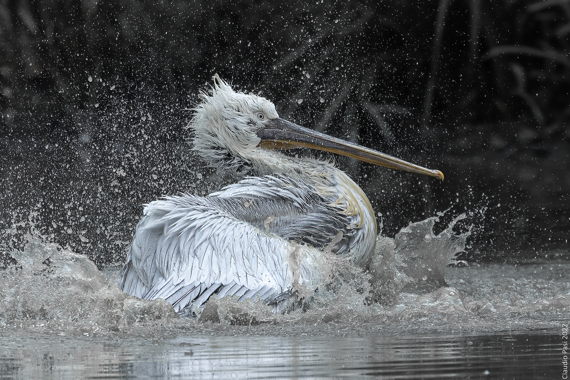 Curly Pelican