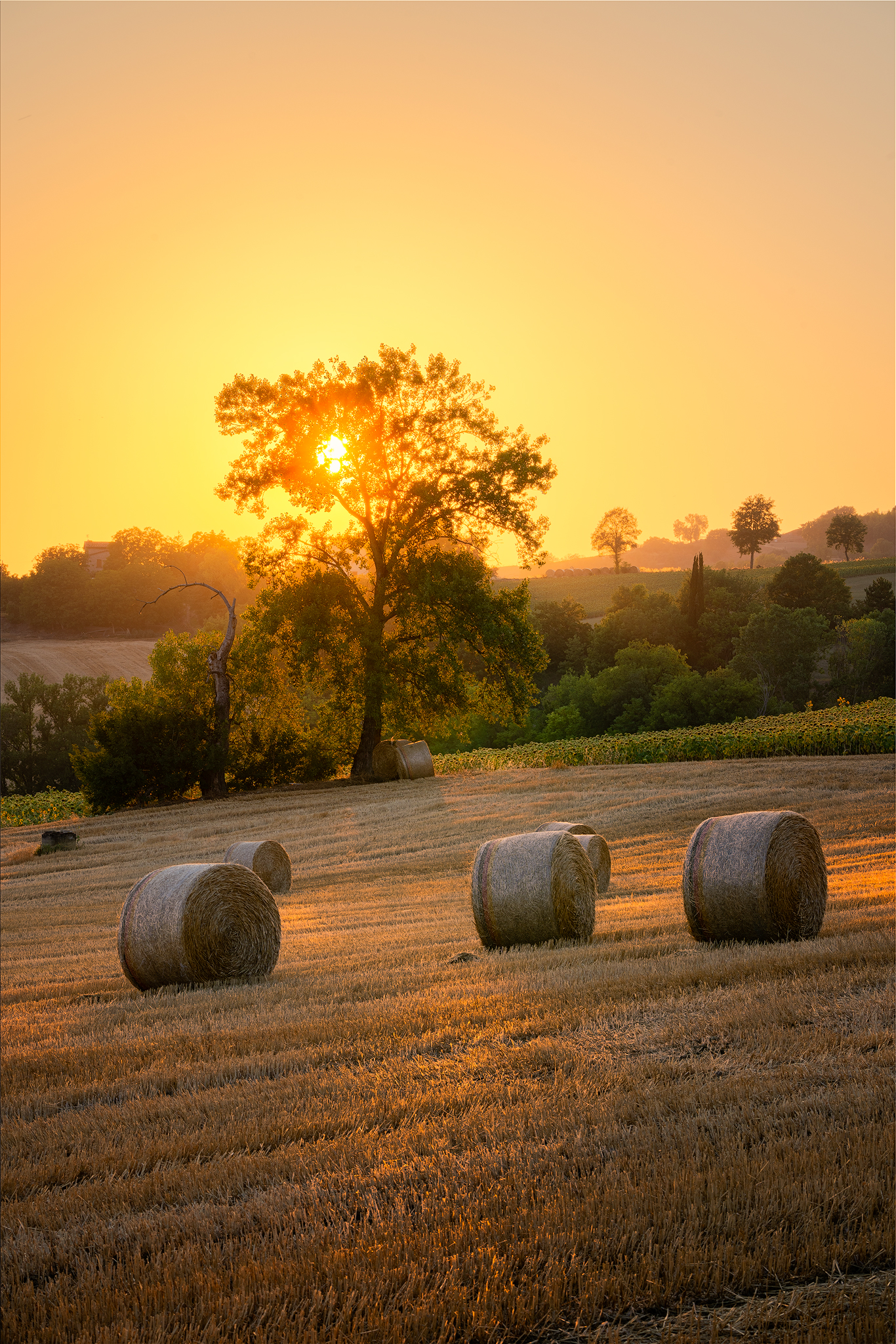 Sunset in the worked fields