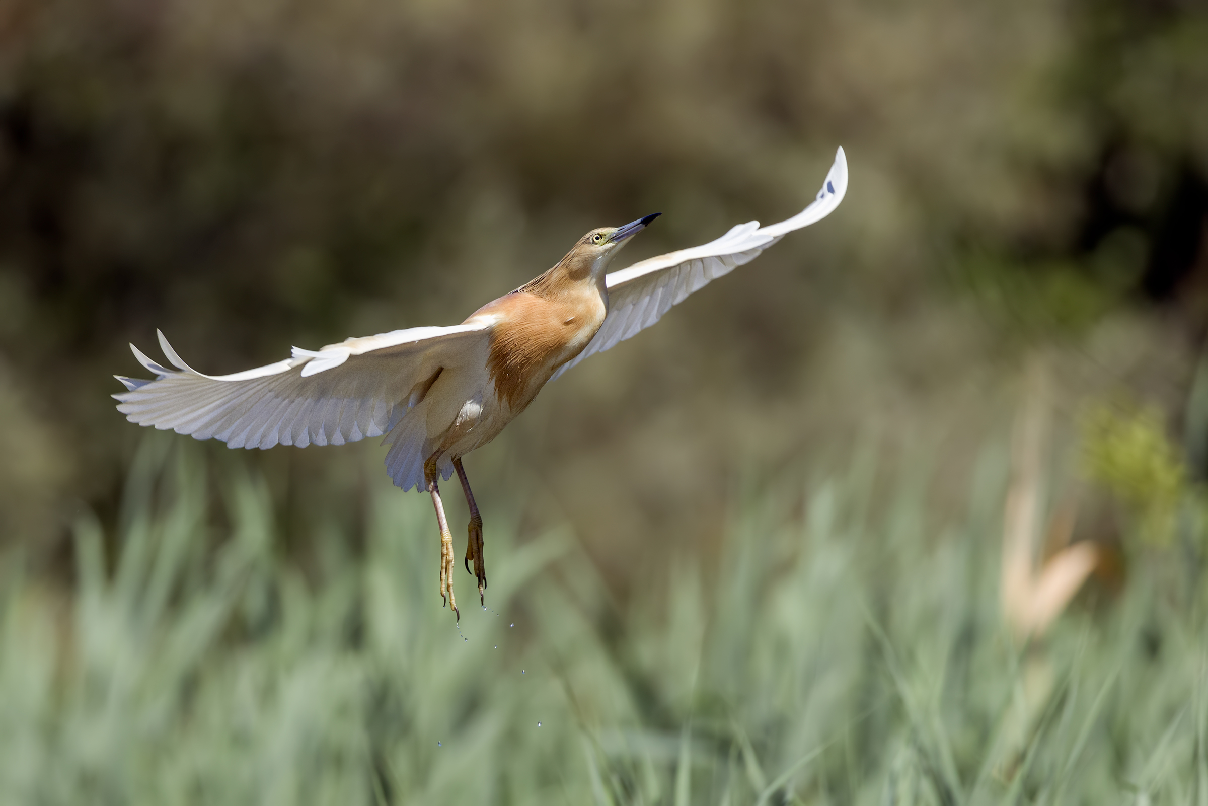 Squacco heron