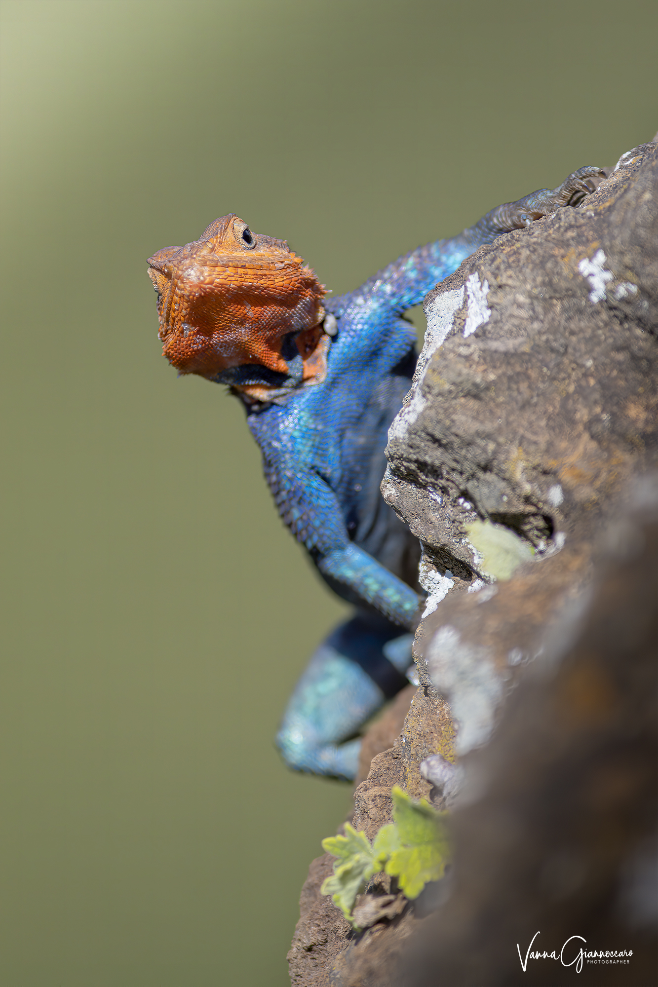 voglio imitare Spiderman