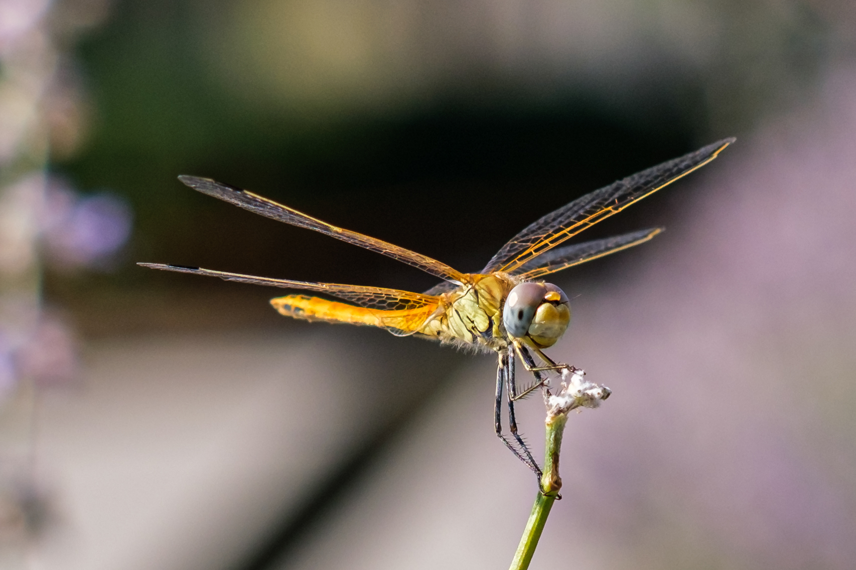 Libellula (1)