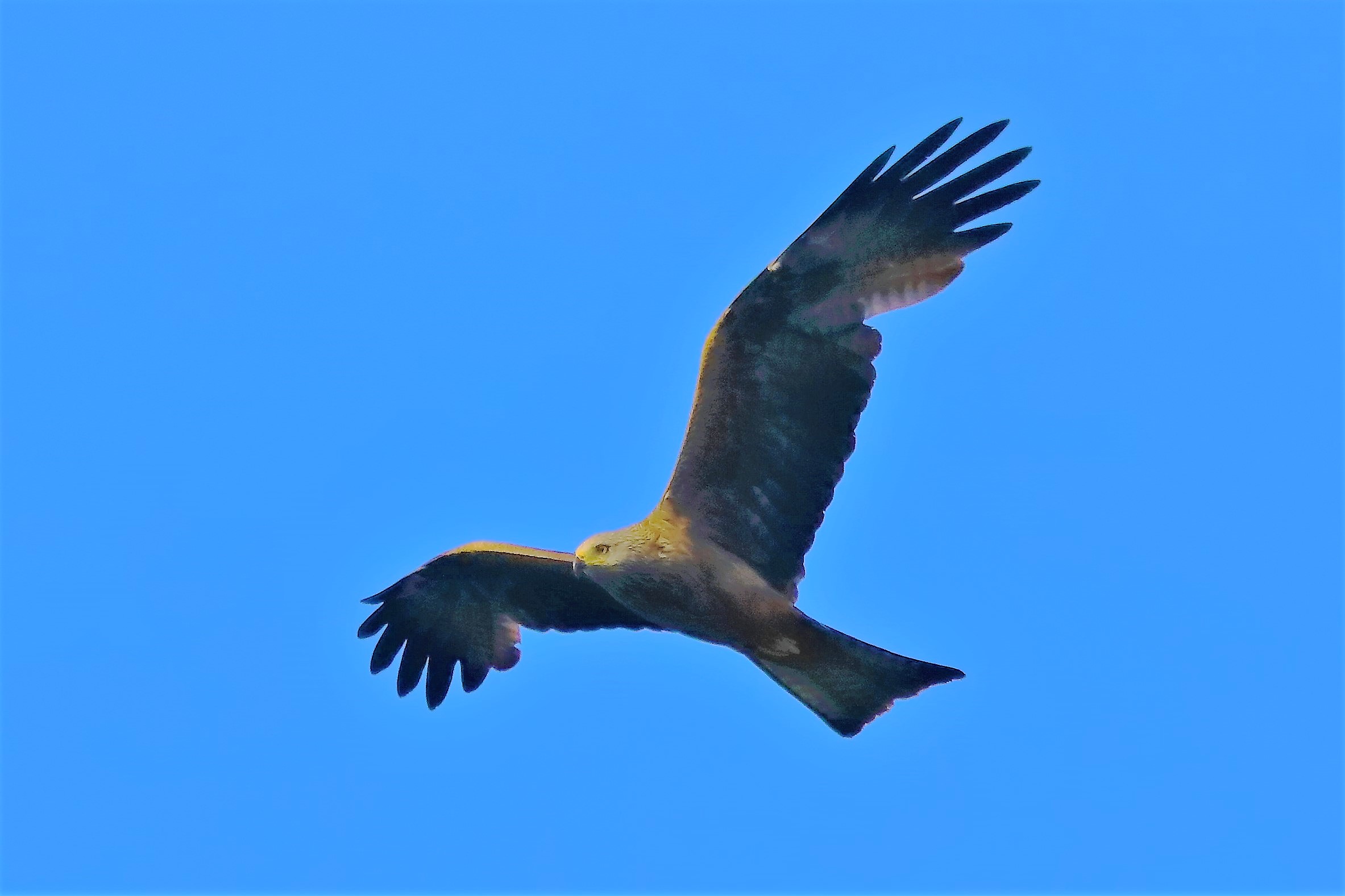 Nibbio bruno 16-06-2022