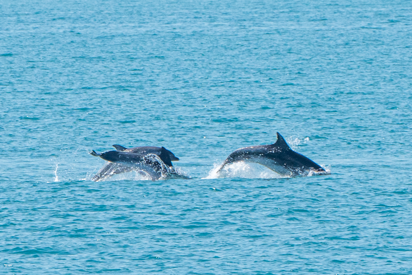 dolphins tremiti islands