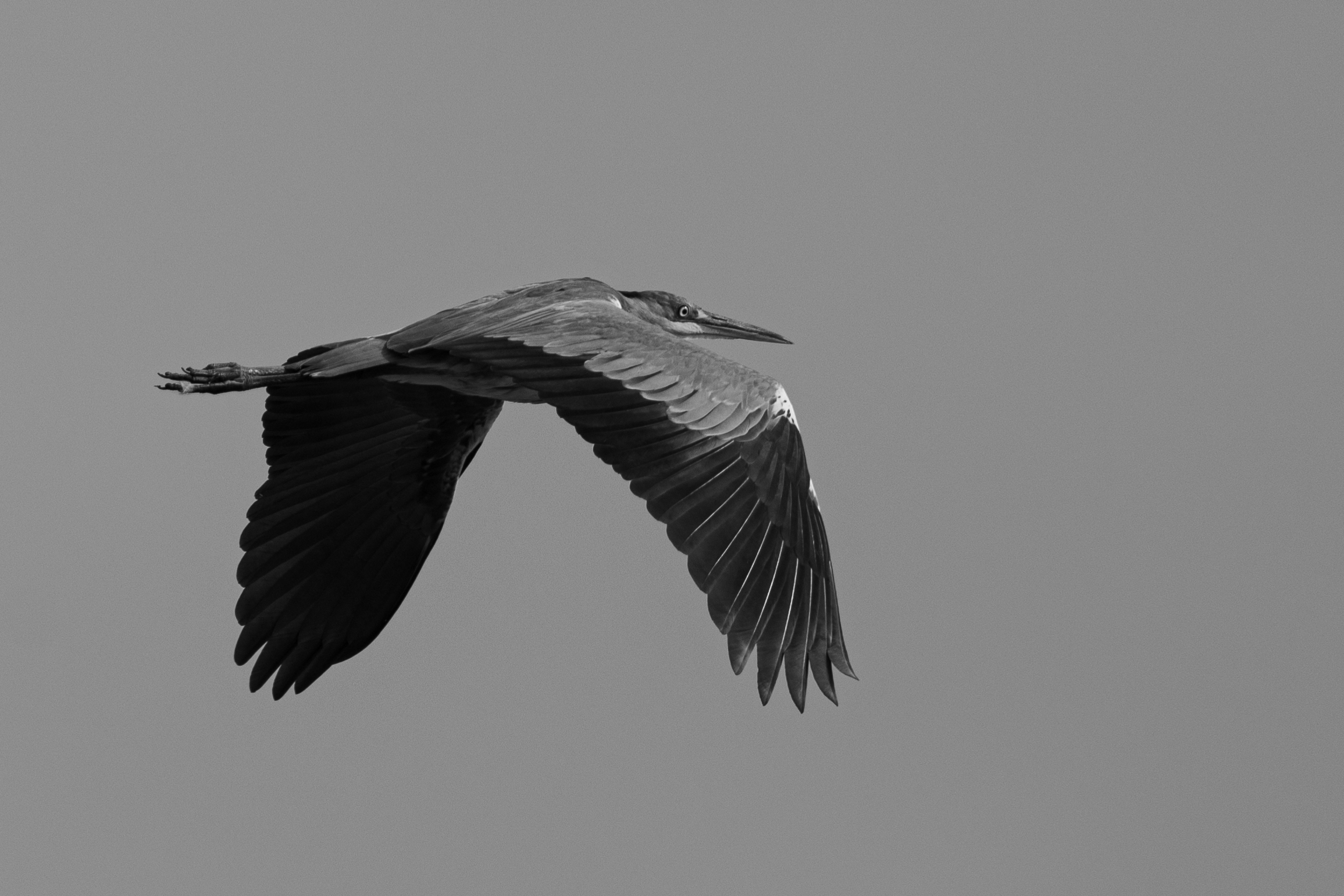 Airone in Bianco e Nero