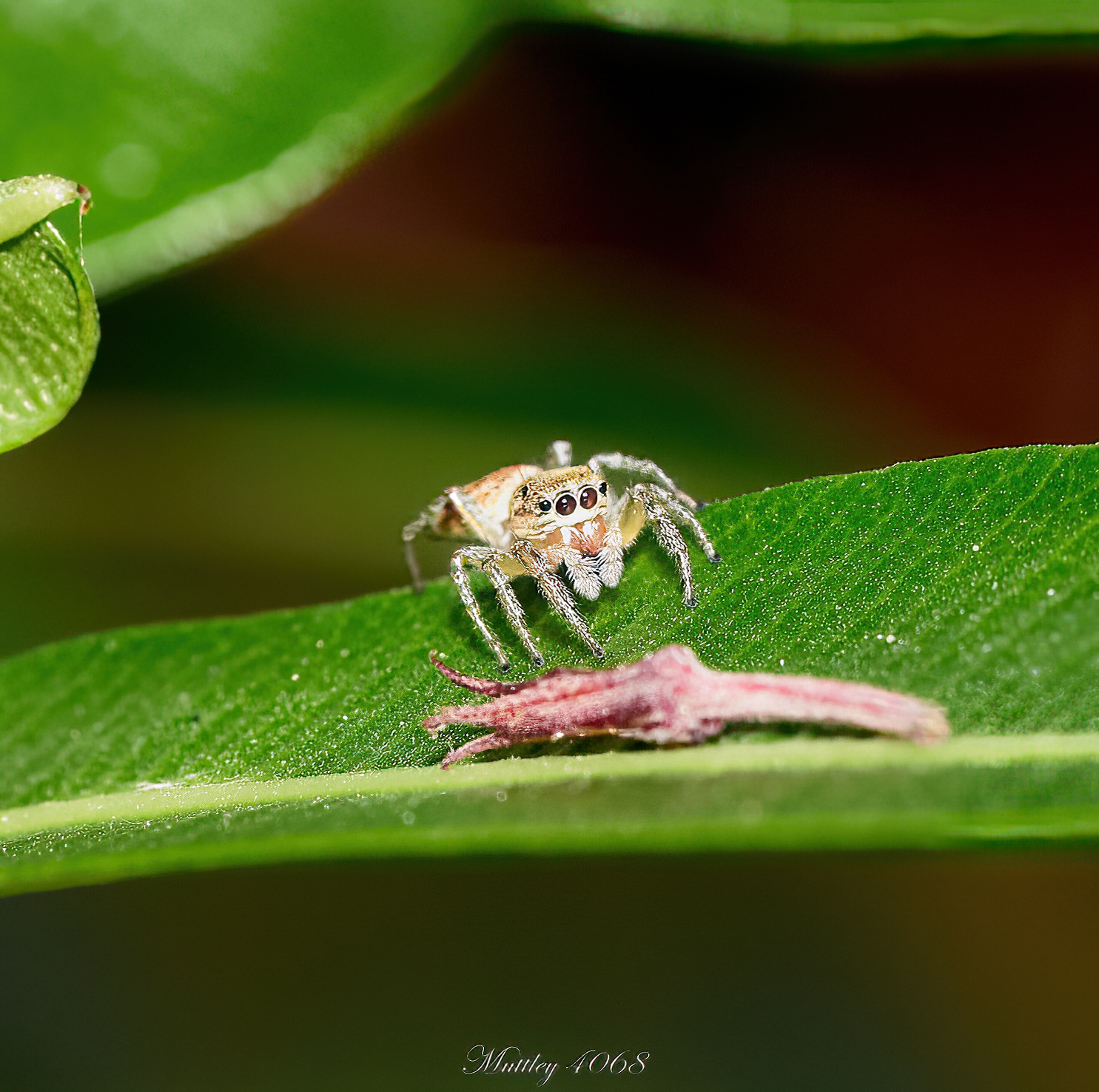 Hentzia Marx order Salticidae
