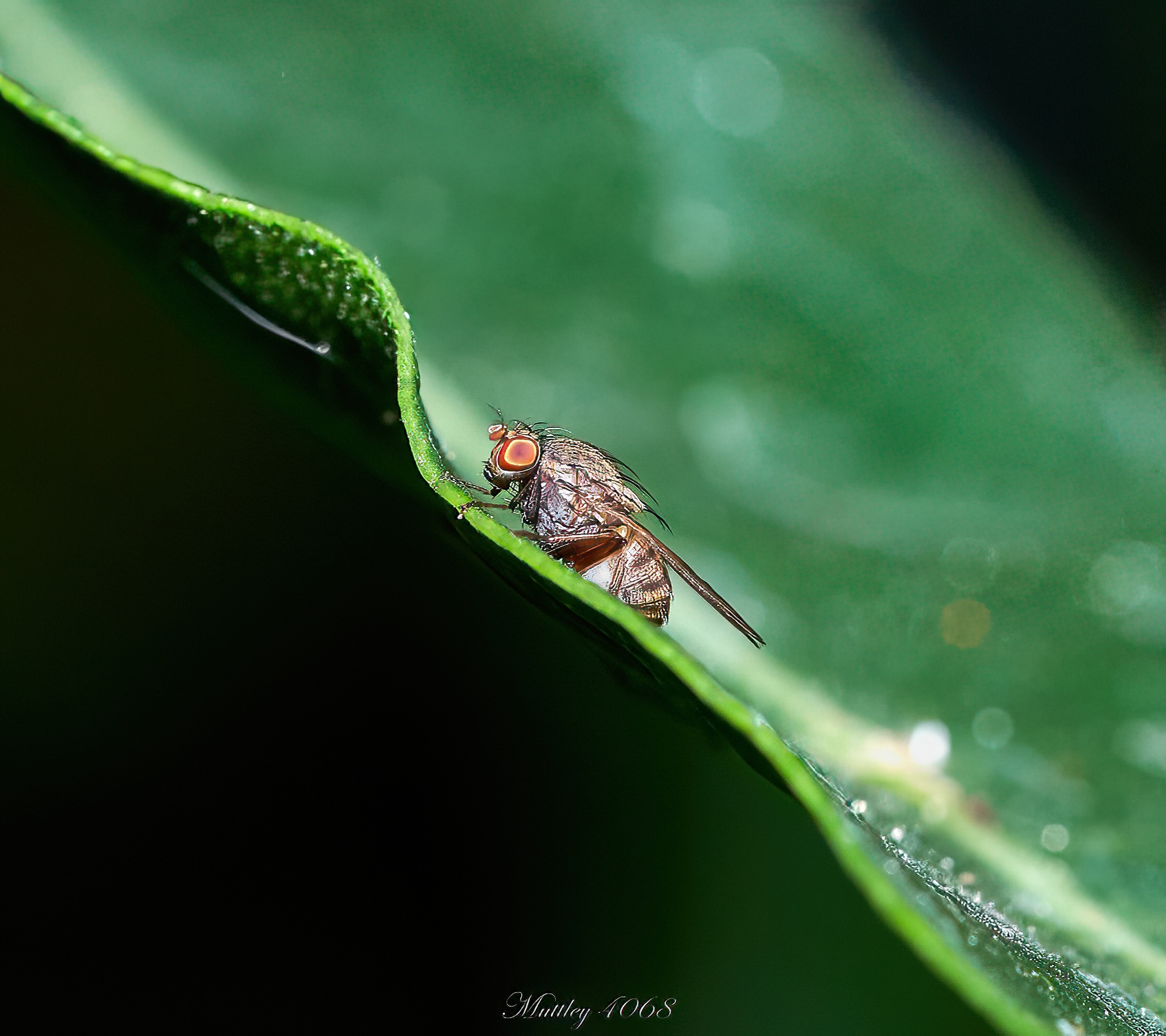 Drosophila order Diptera