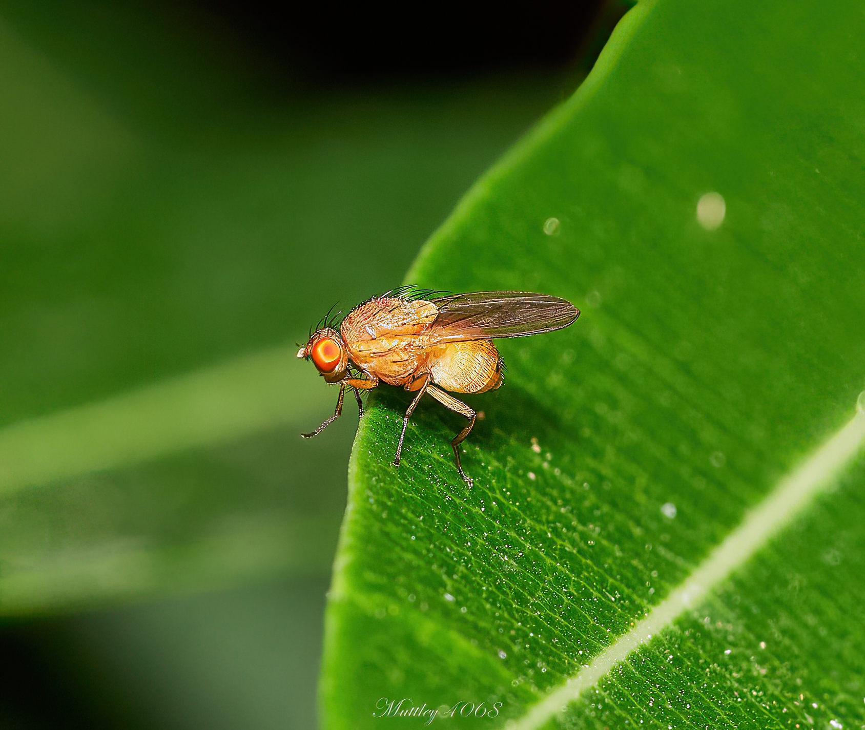 Pegomya order Diptera