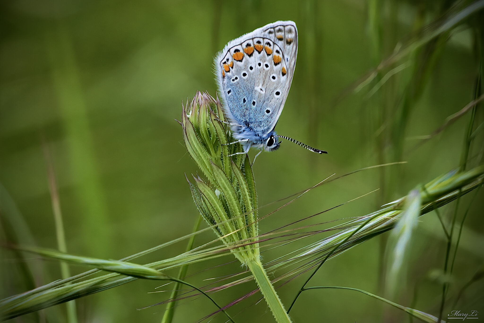 Butterfly on the Serio