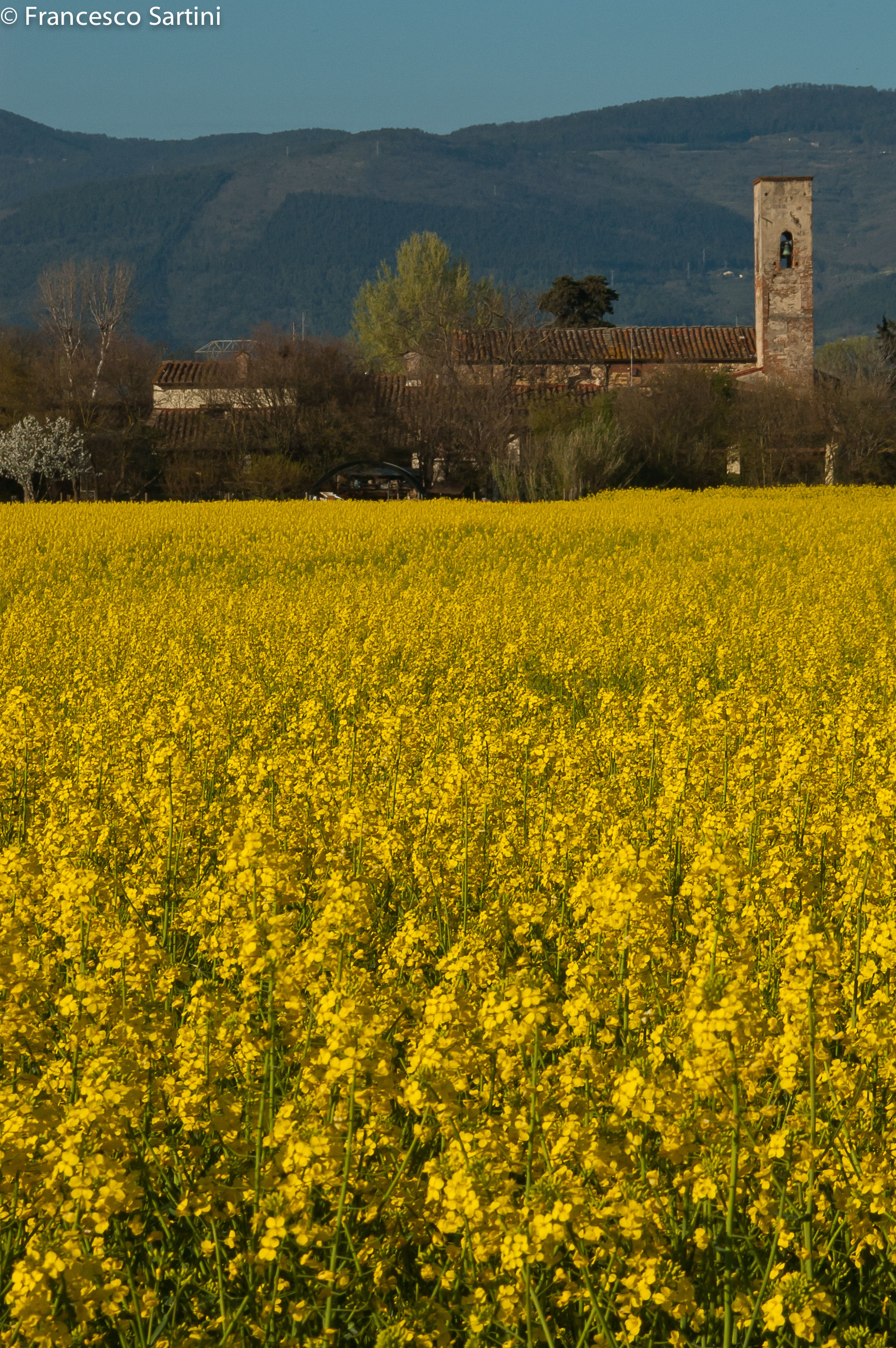 Giallo di primavera