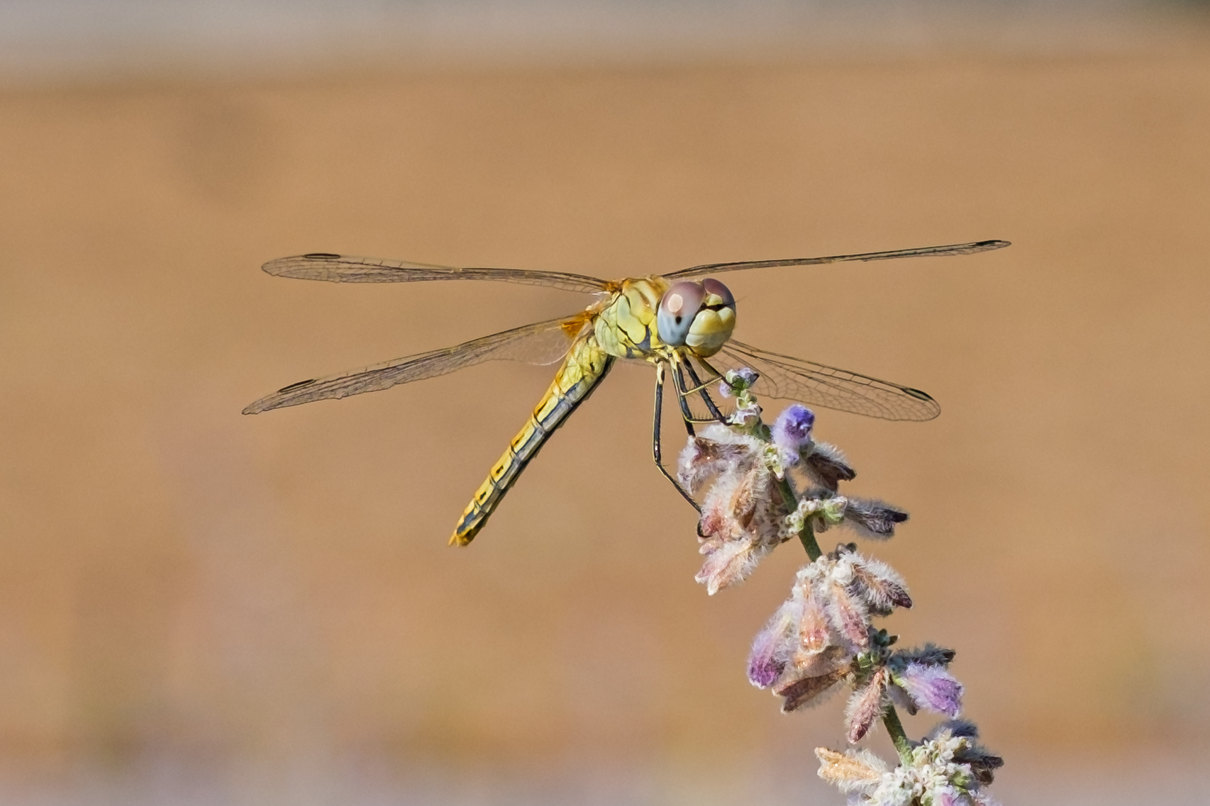 Dragonfly (2)