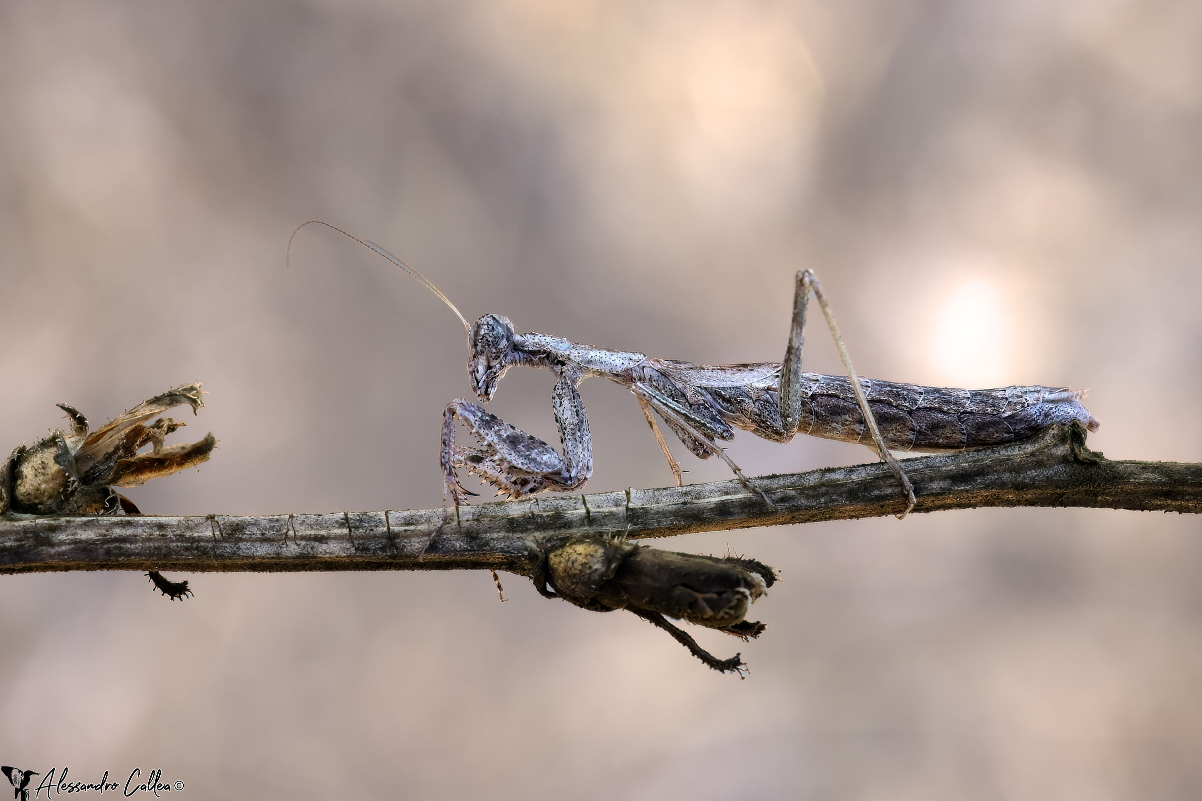 Una Mantide molto piccola