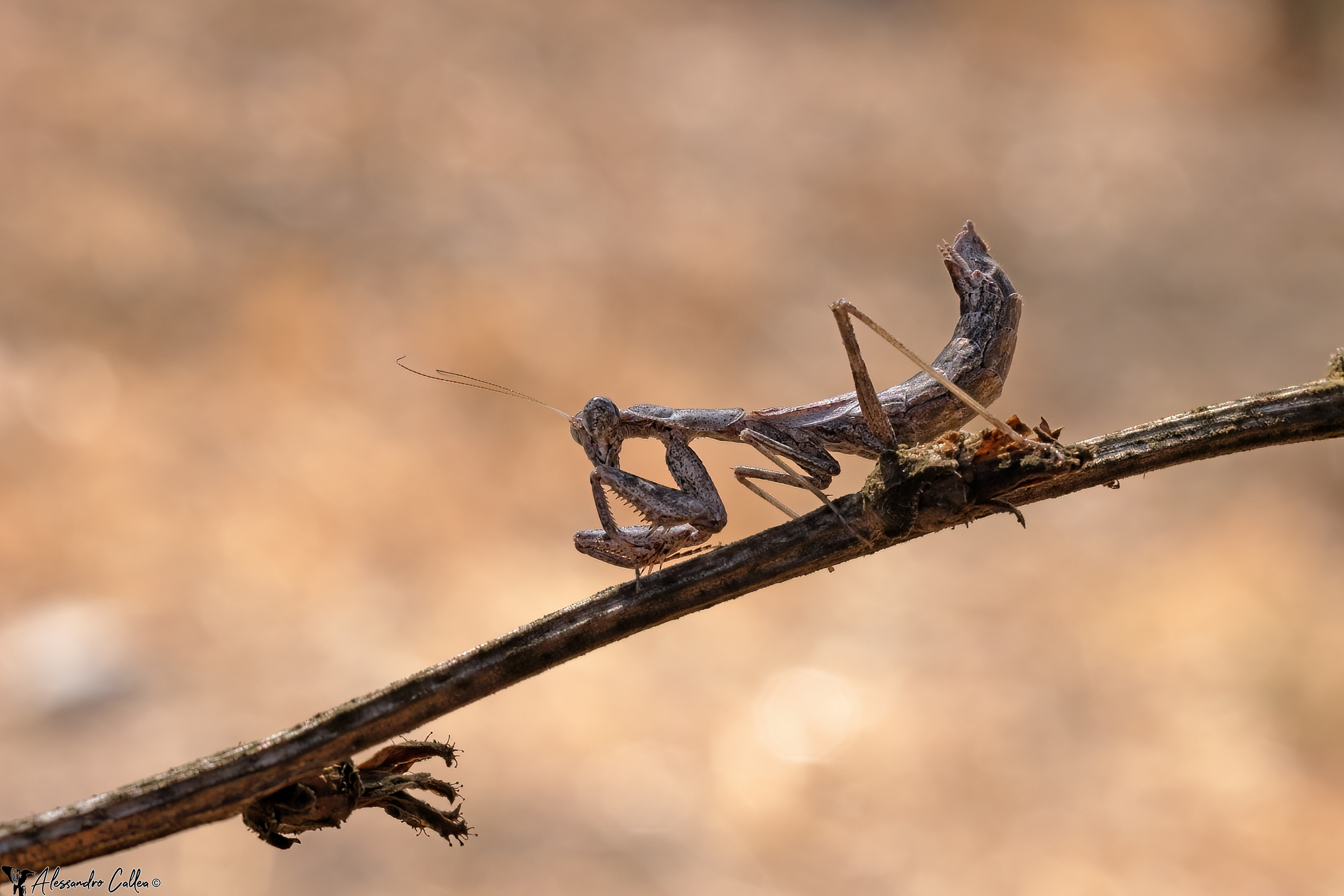 Mantide (luce naturale)