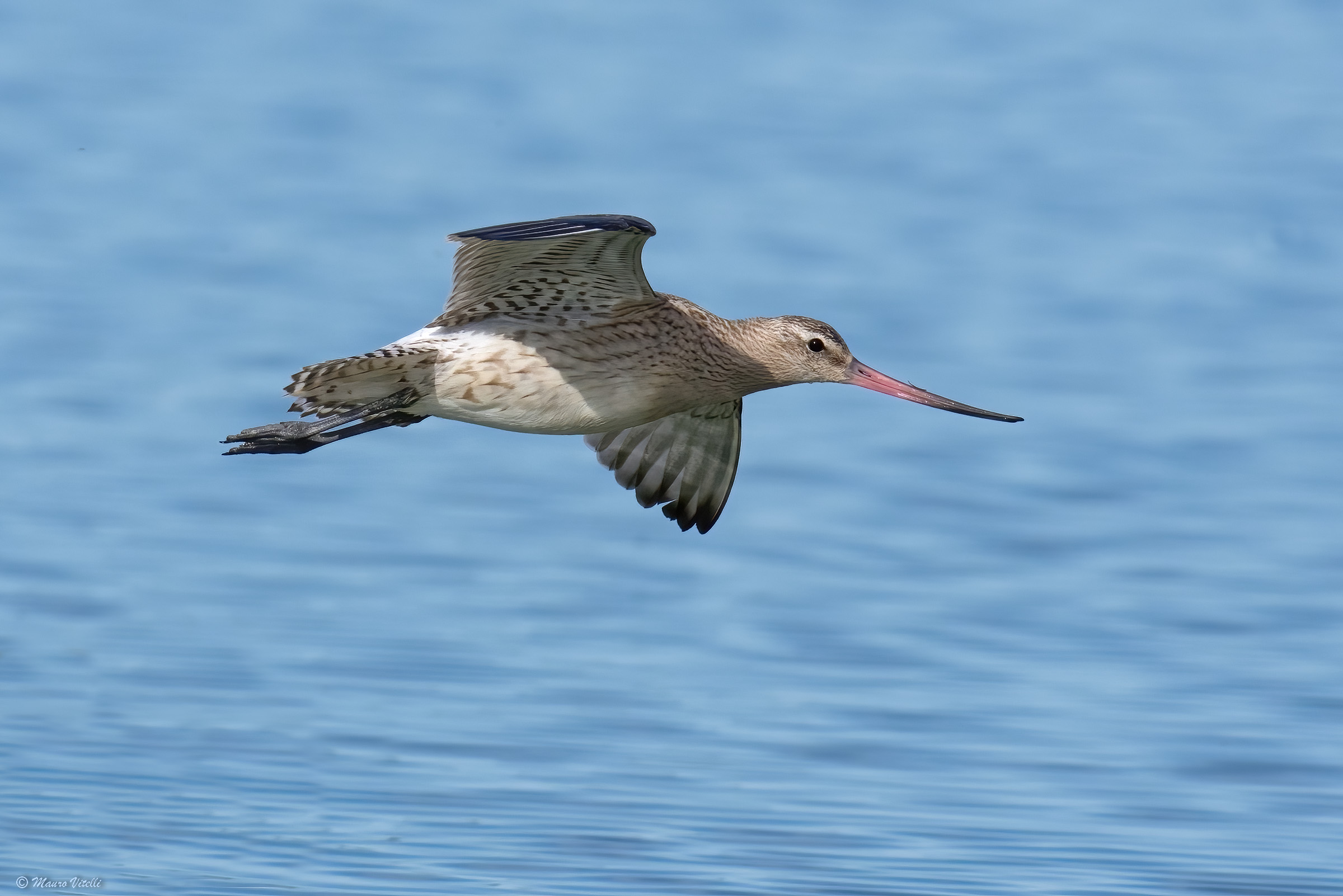 Pittima Minore (Limosa lapponica)