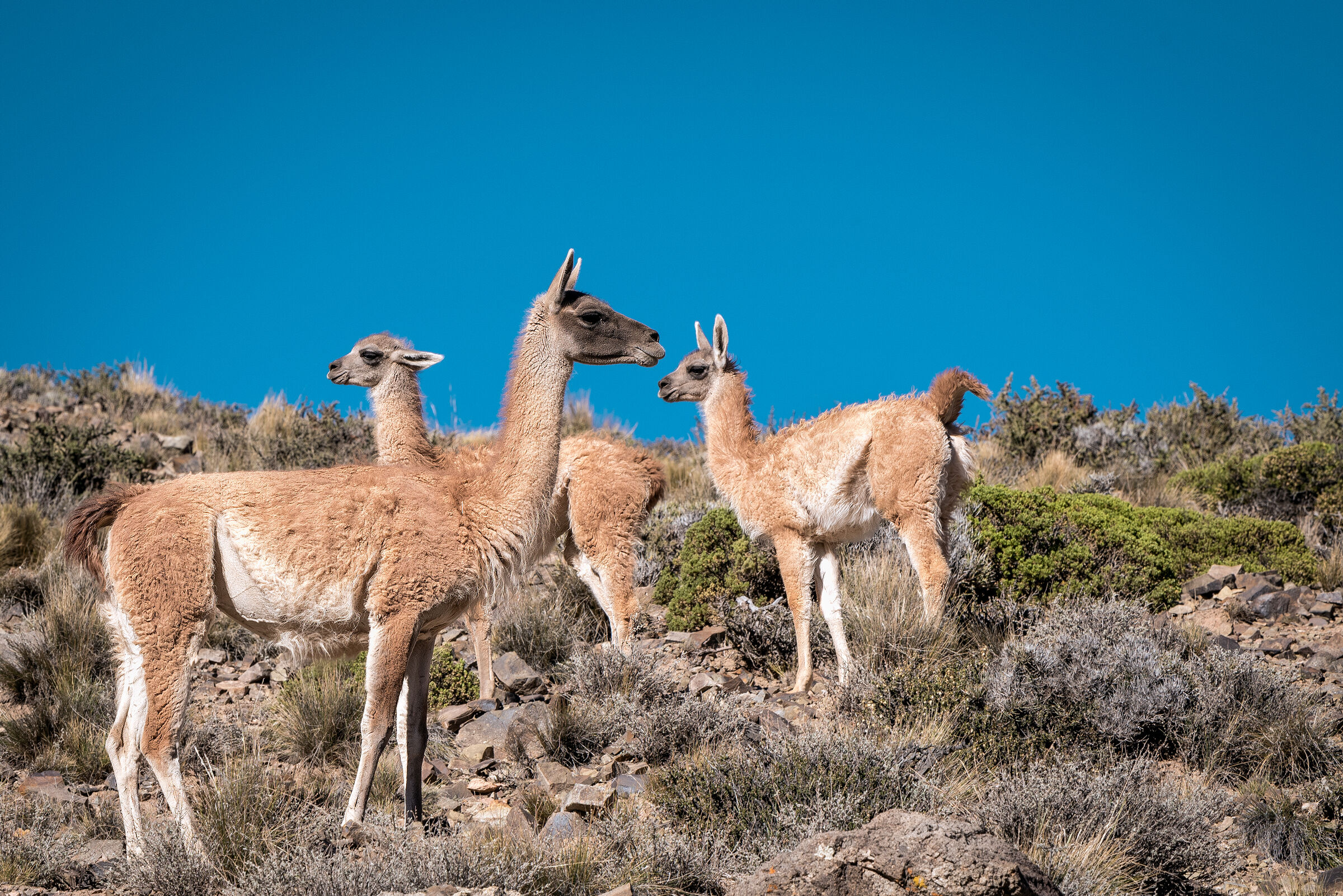 Guanacos