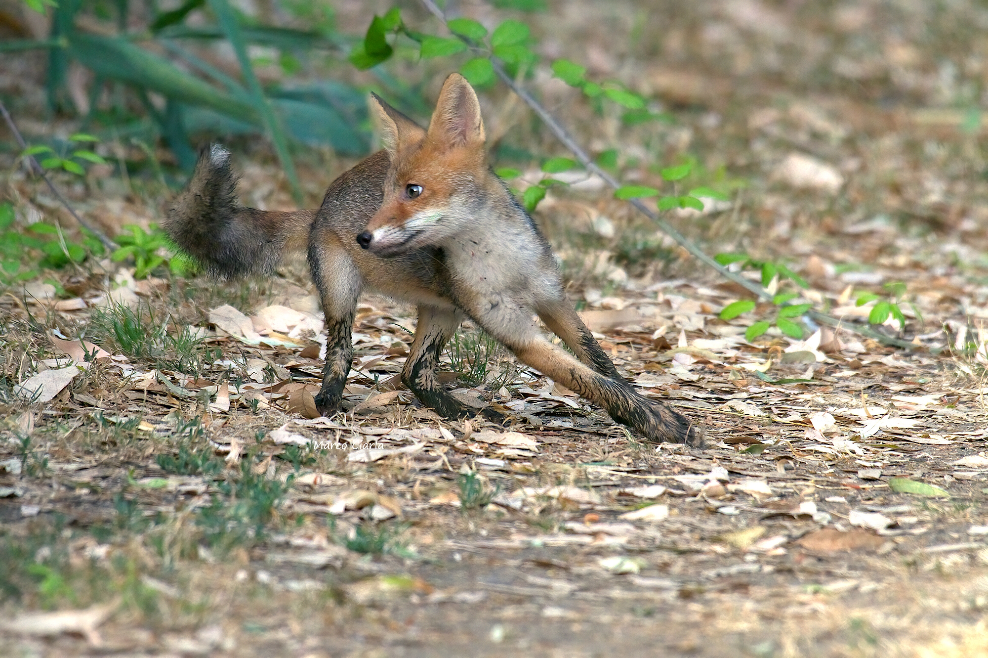 la fuga del Volpino (Vulpes vulpes)