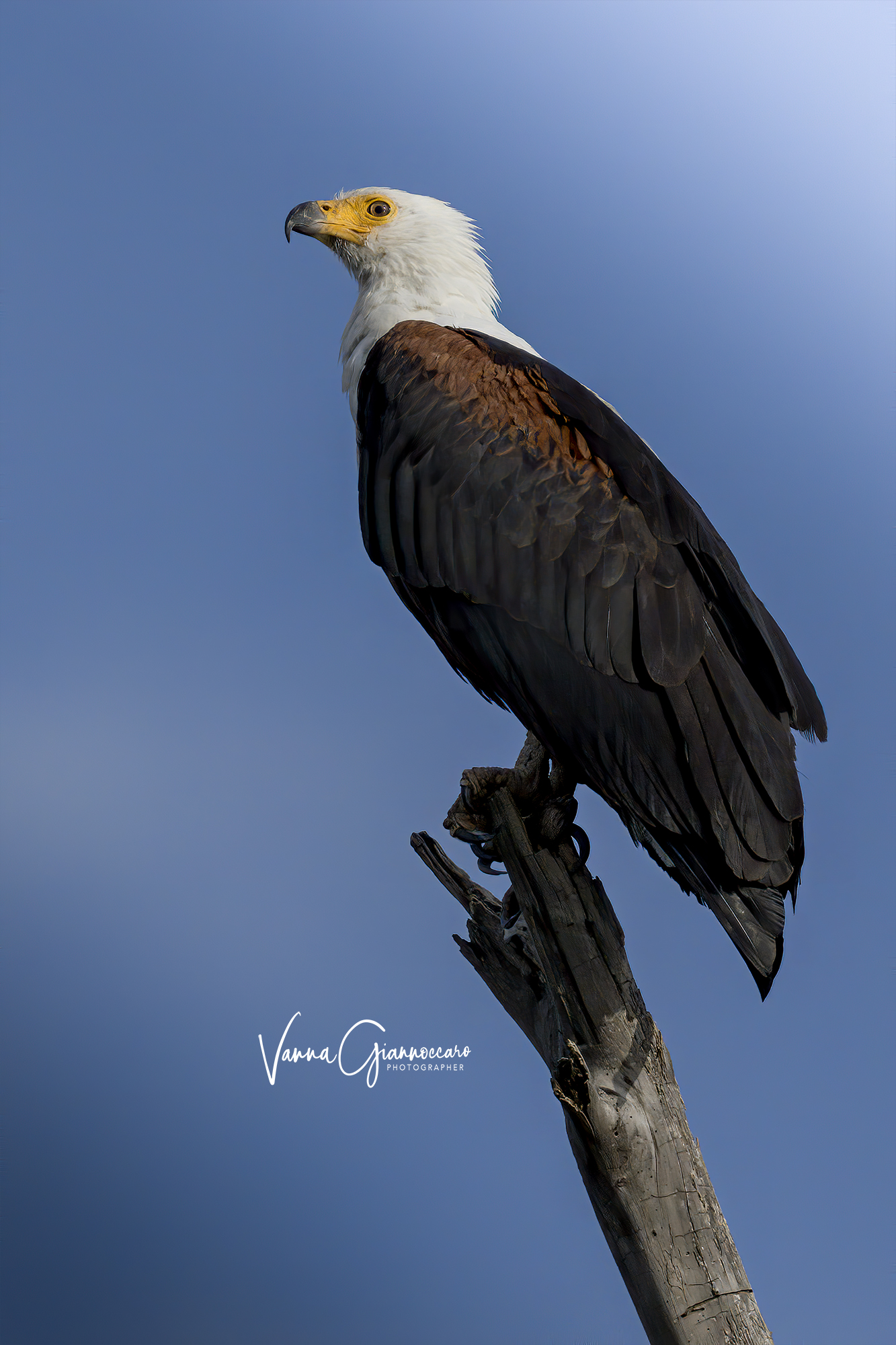 Fish Eagle