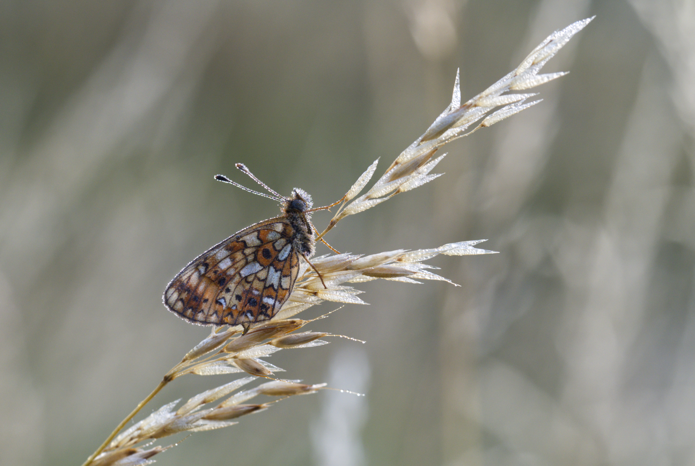boloria selene |