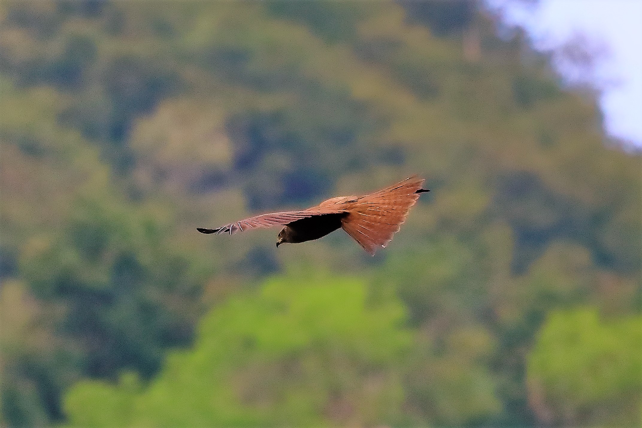 nibbio bruno 17-06-2022