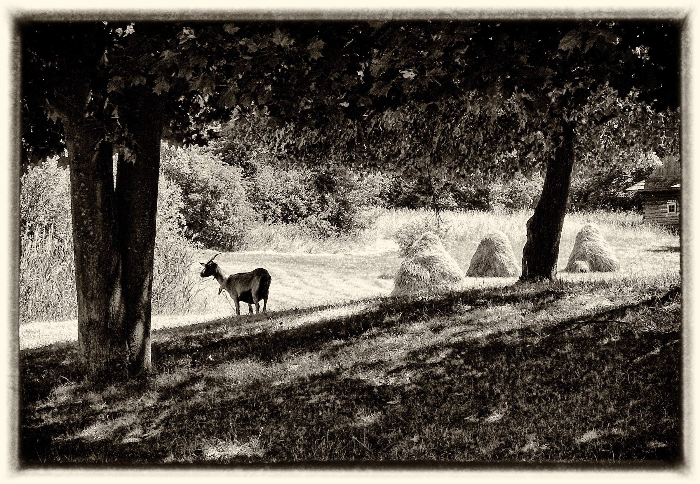 village - black and white