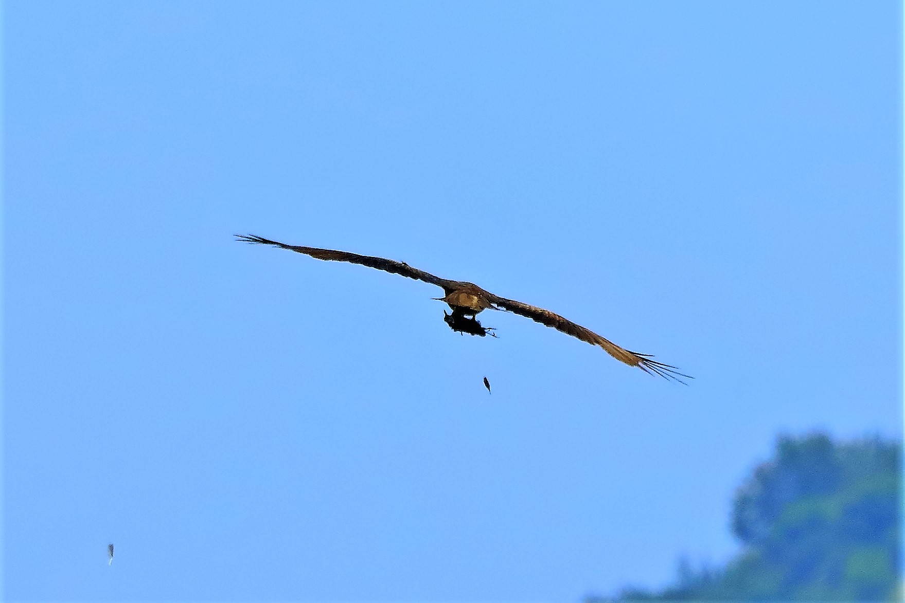 Nibbio bruno 19-06-2022