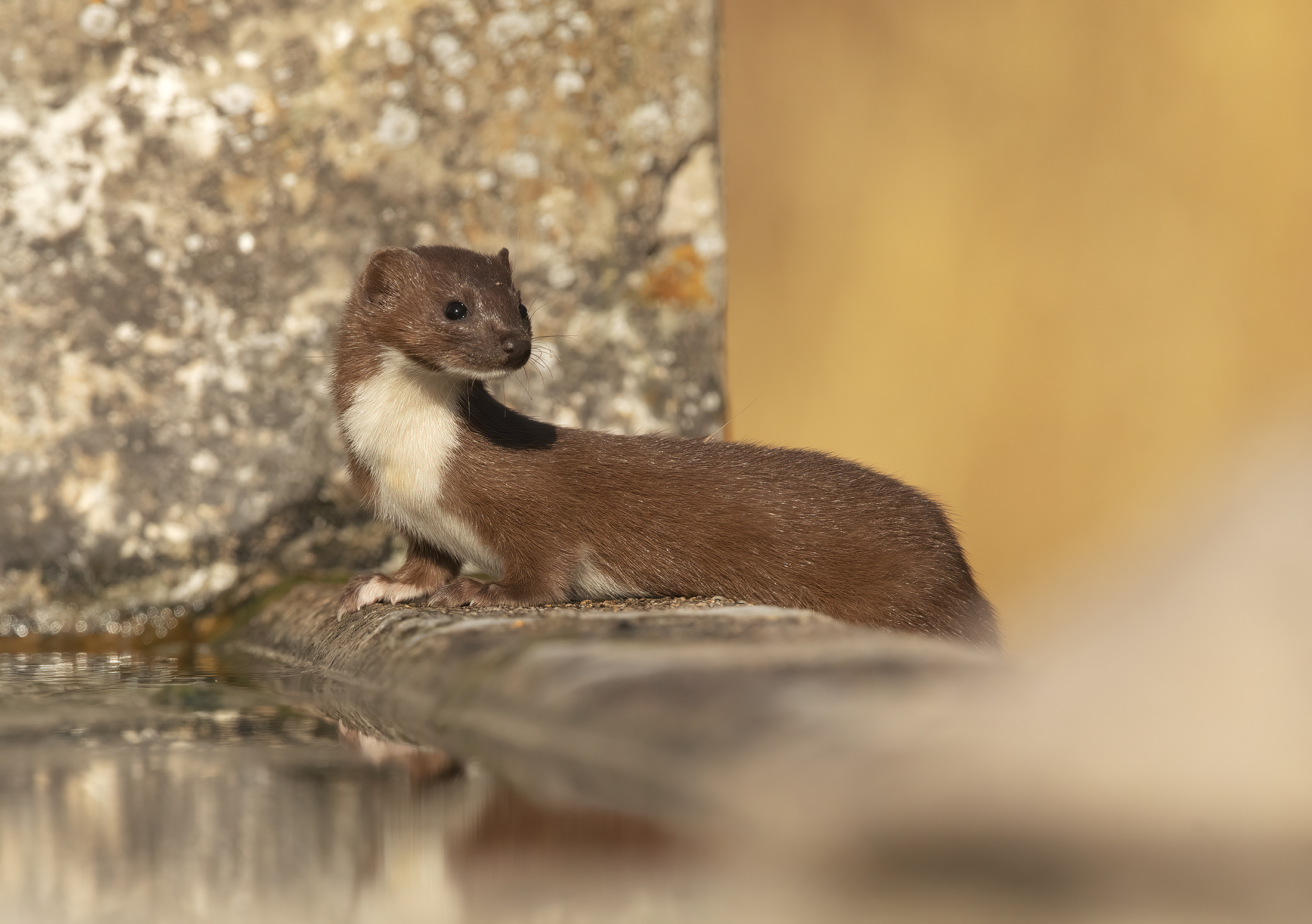 weasel