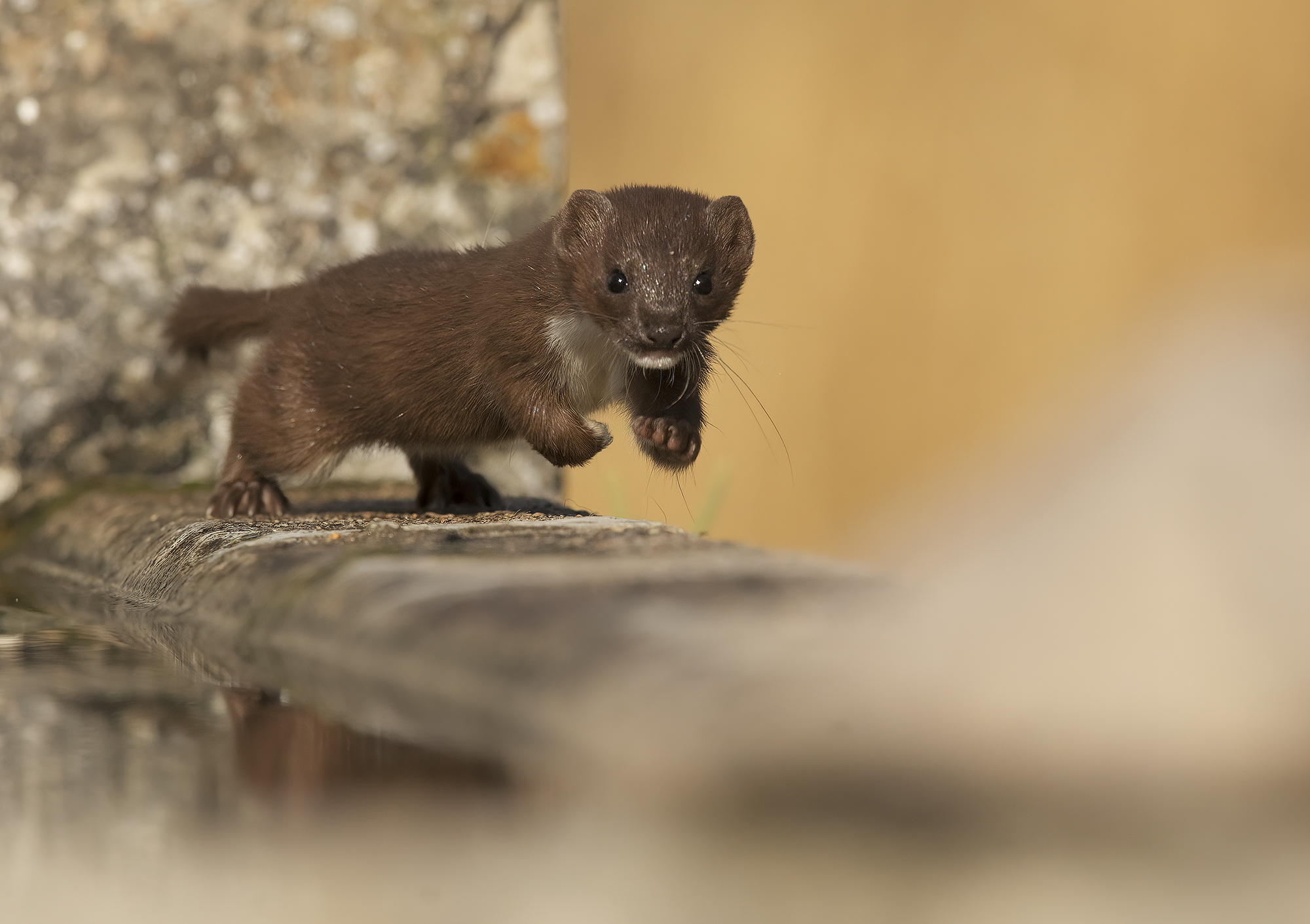 weasel