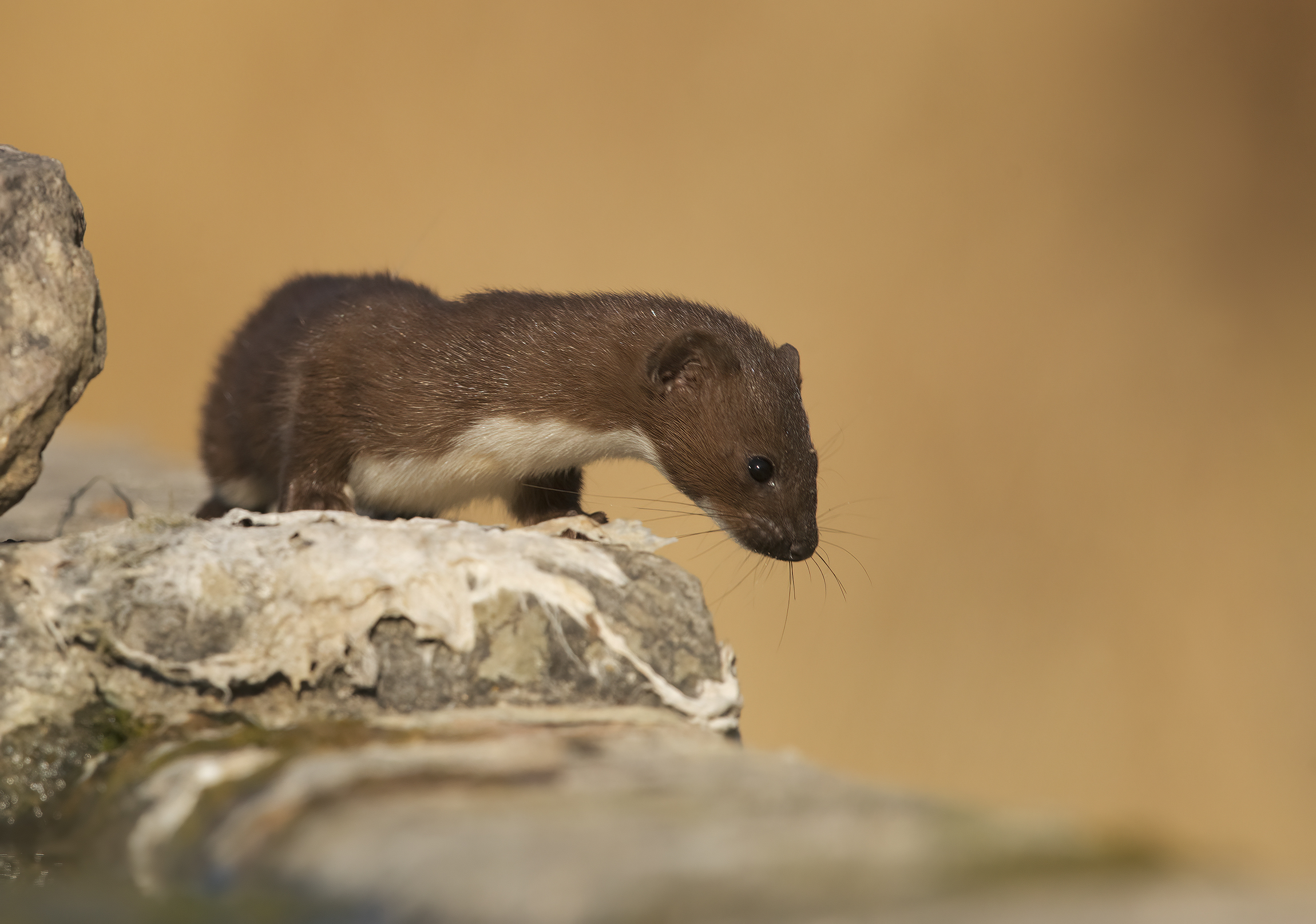 weasel