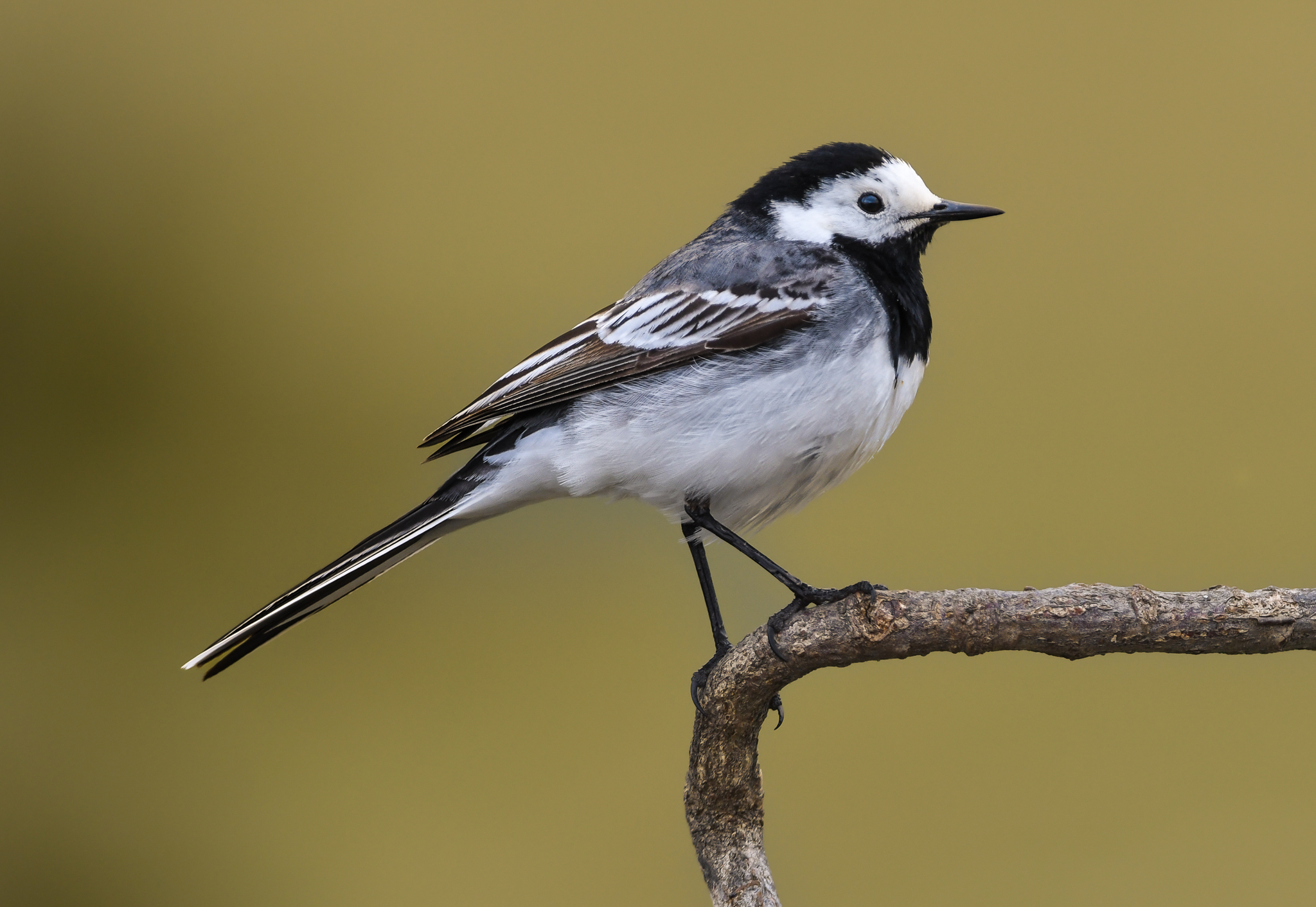 Elegante Ballerina bianca