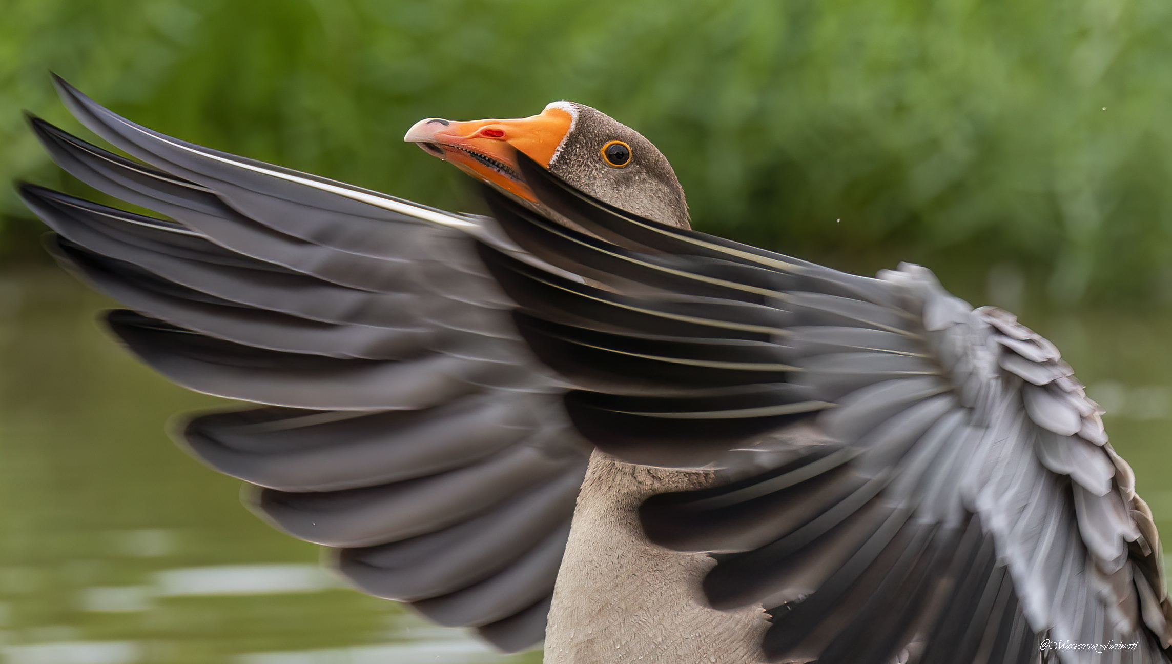 Wild Goose (detail)