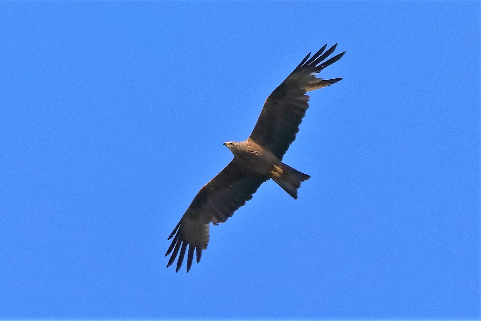 Nibbio bruno 20-06-2022