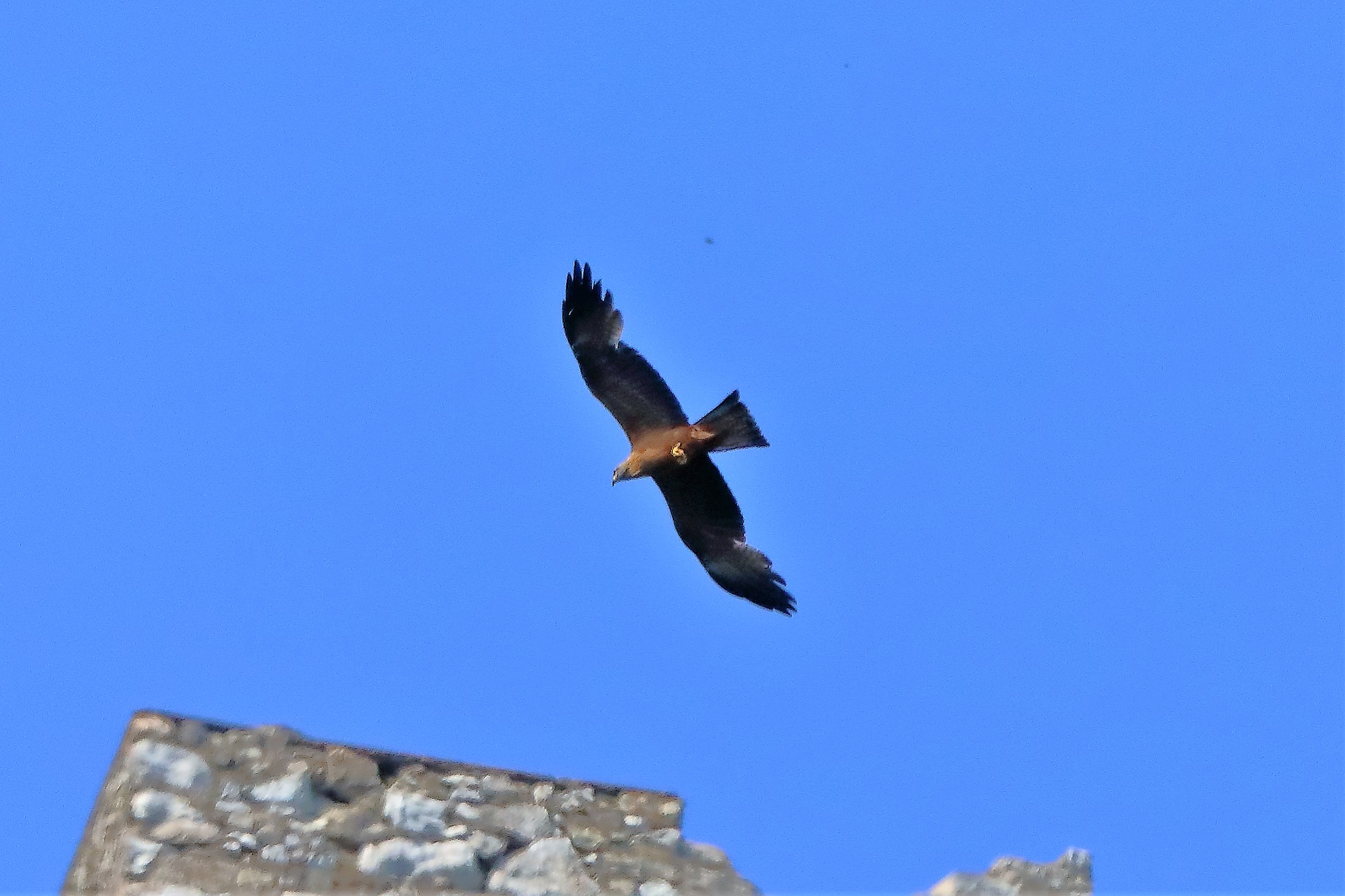 Nibbio bruno 20-06-2022