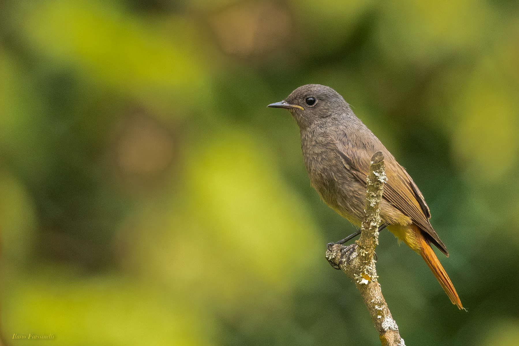 Codirosso spazzacamino