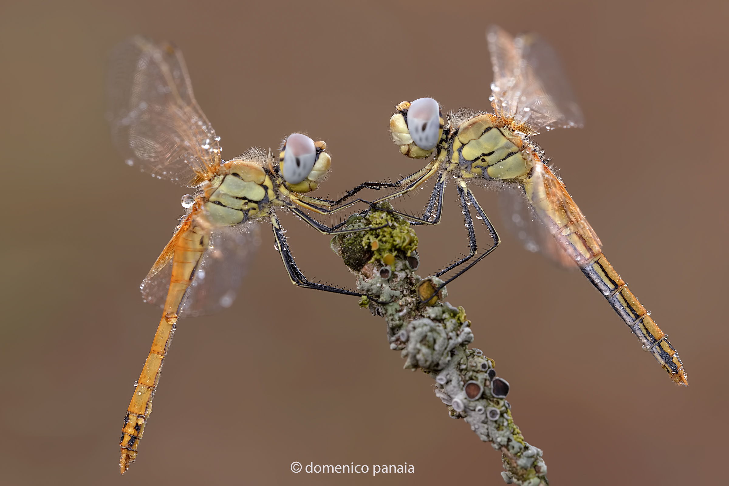 sympetrum fonscolombii