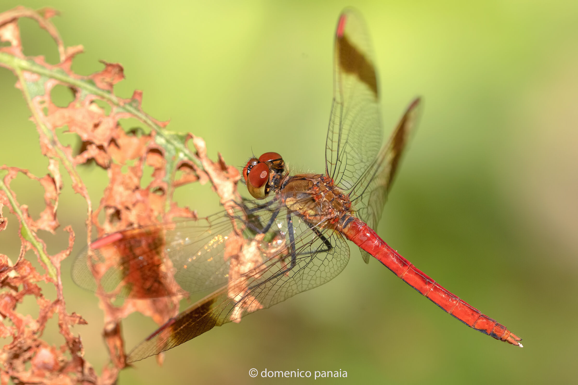 sympetrum pedemontanum