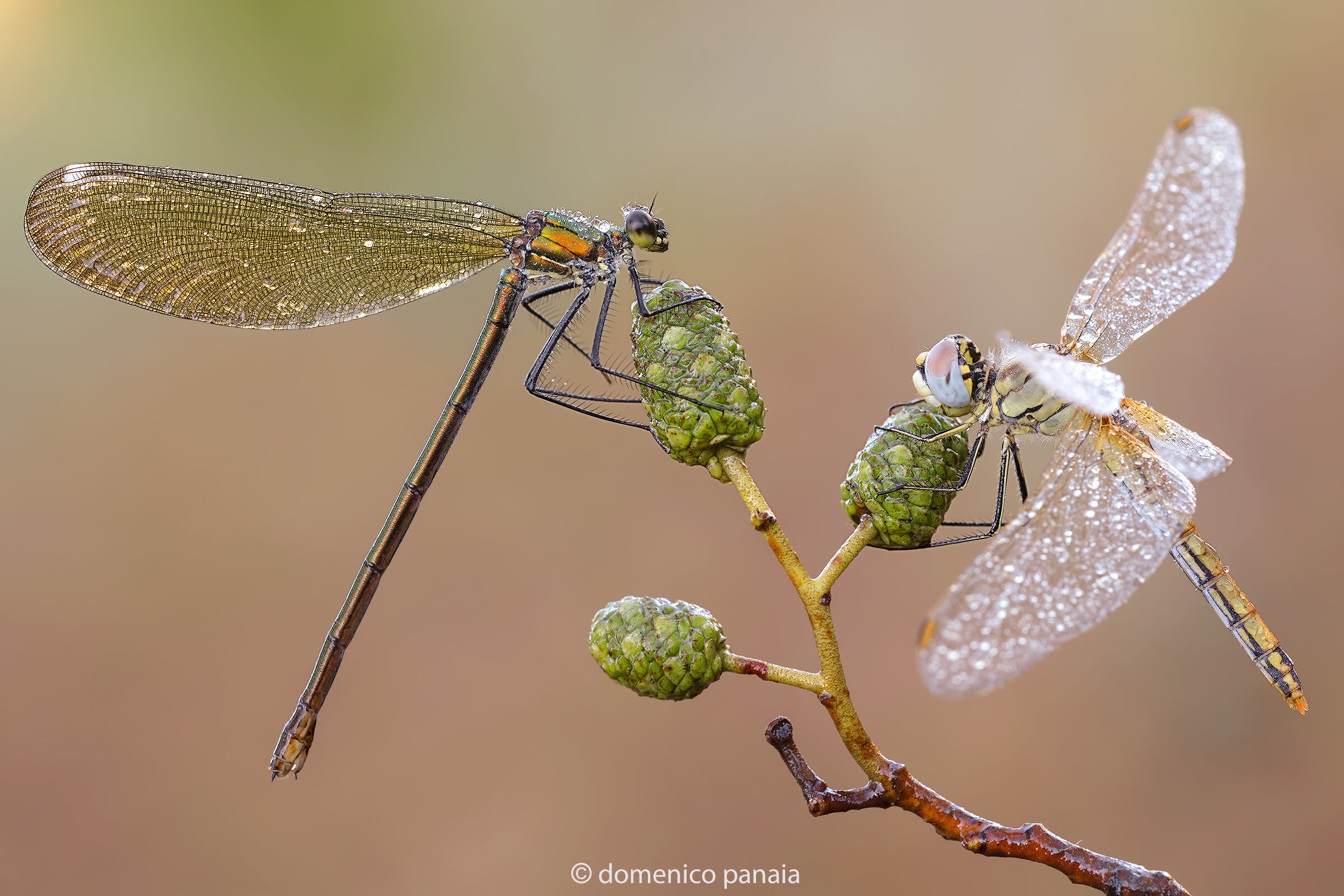 calopteryx splendens & sympetrum fonscolombii