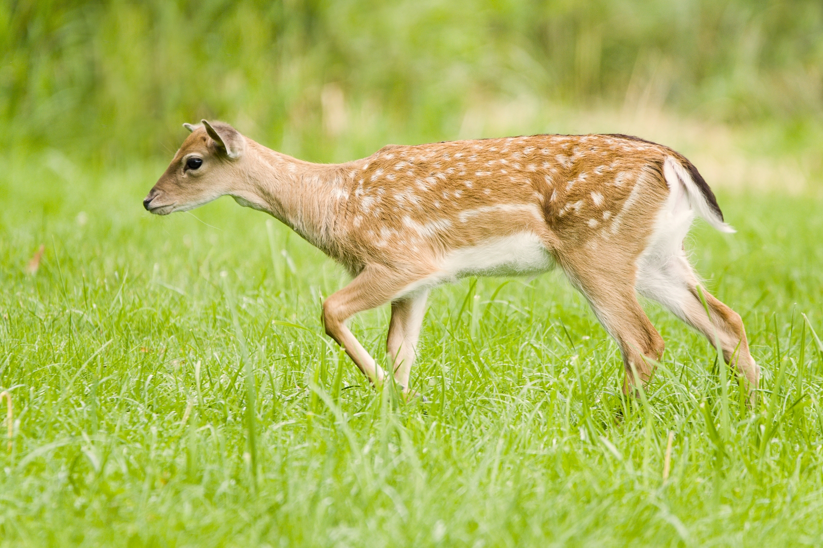 Daino europeo