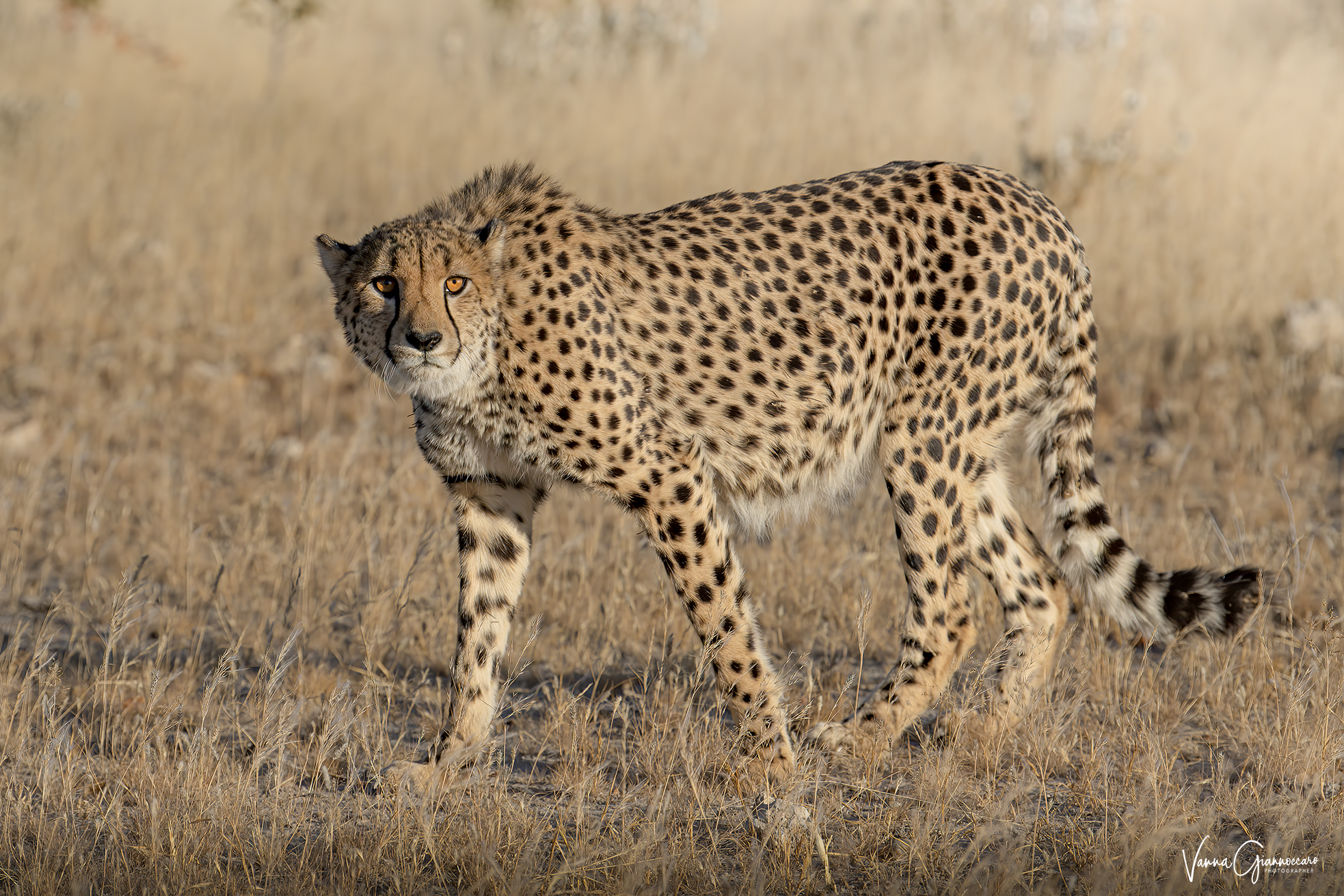 cheetah