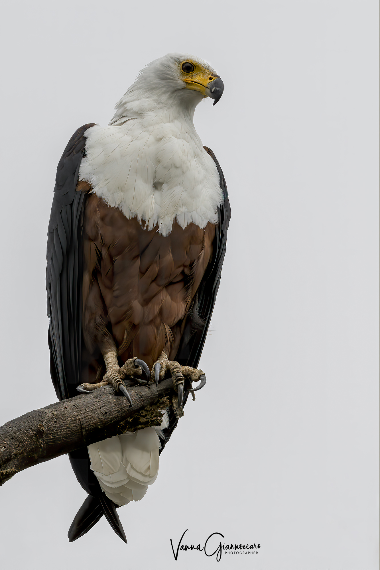 controluce perfetto..