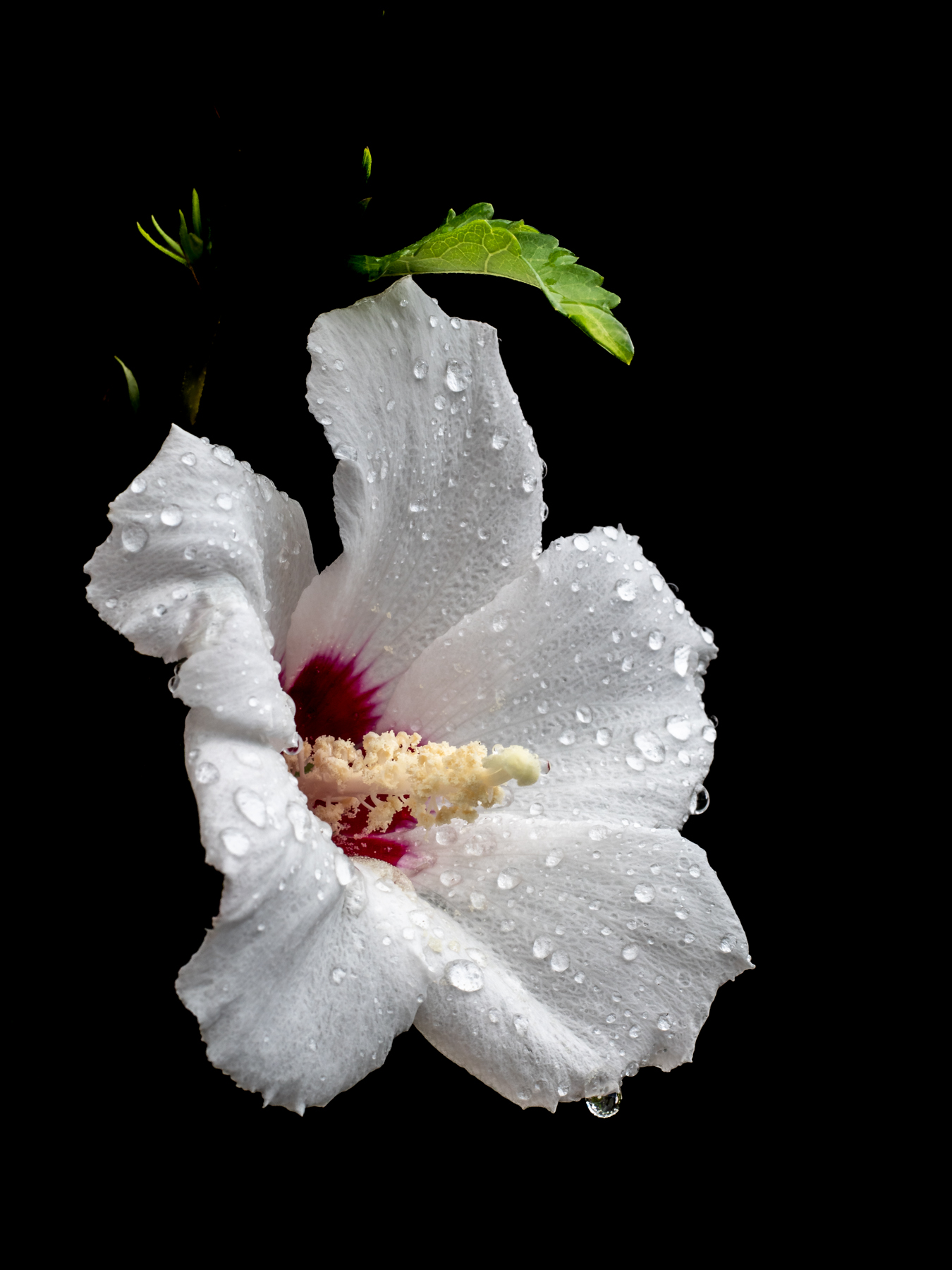 Hibiscus