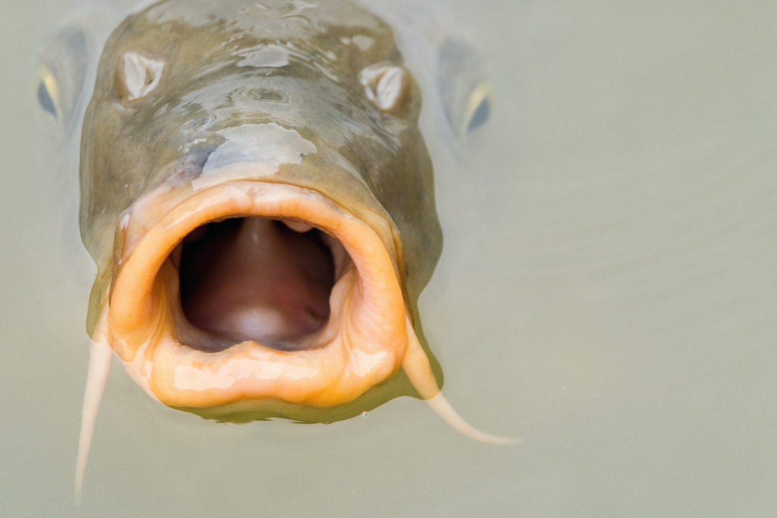 Fisch