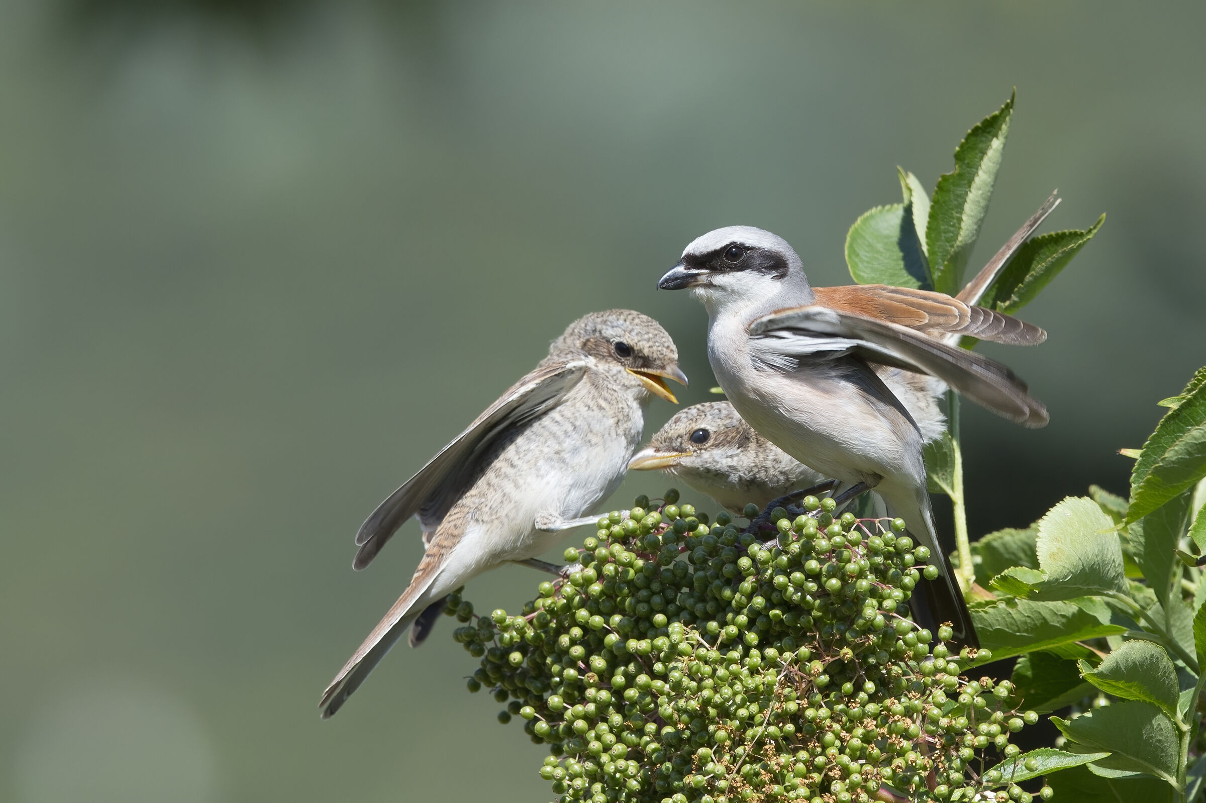 Small shrike (Lanius collurio)