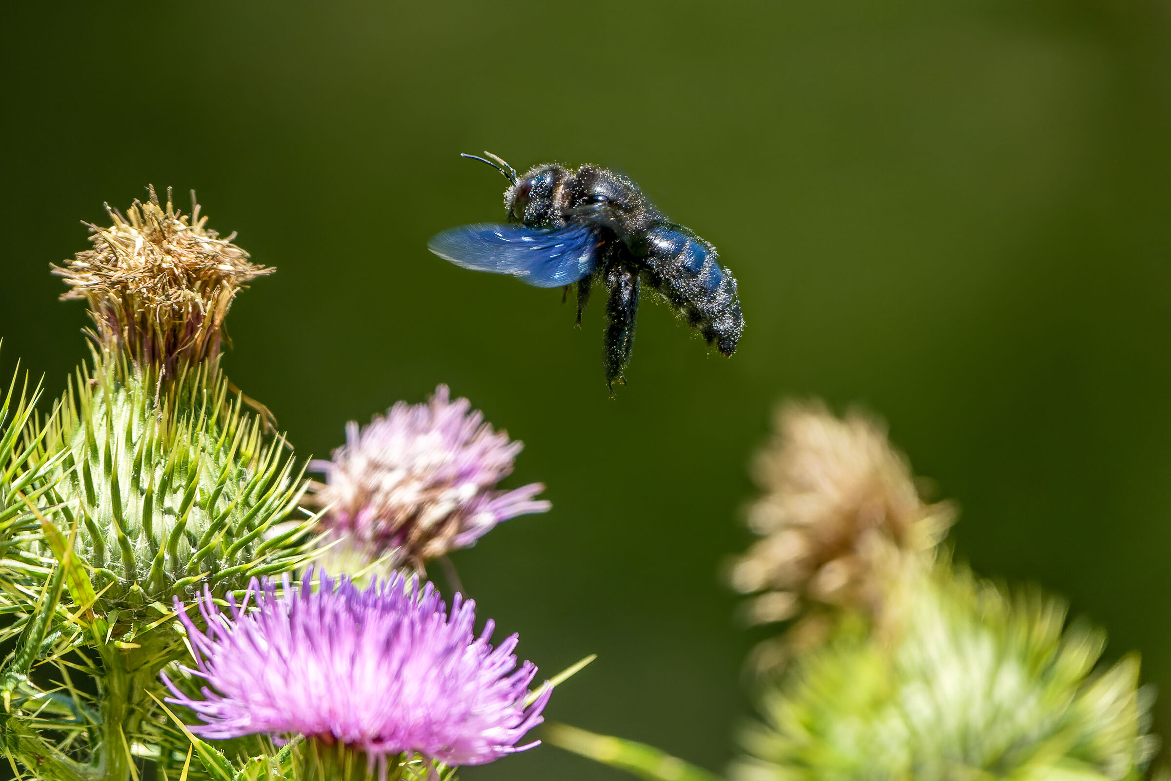Woodbeer bee (Xylocopa violacea)