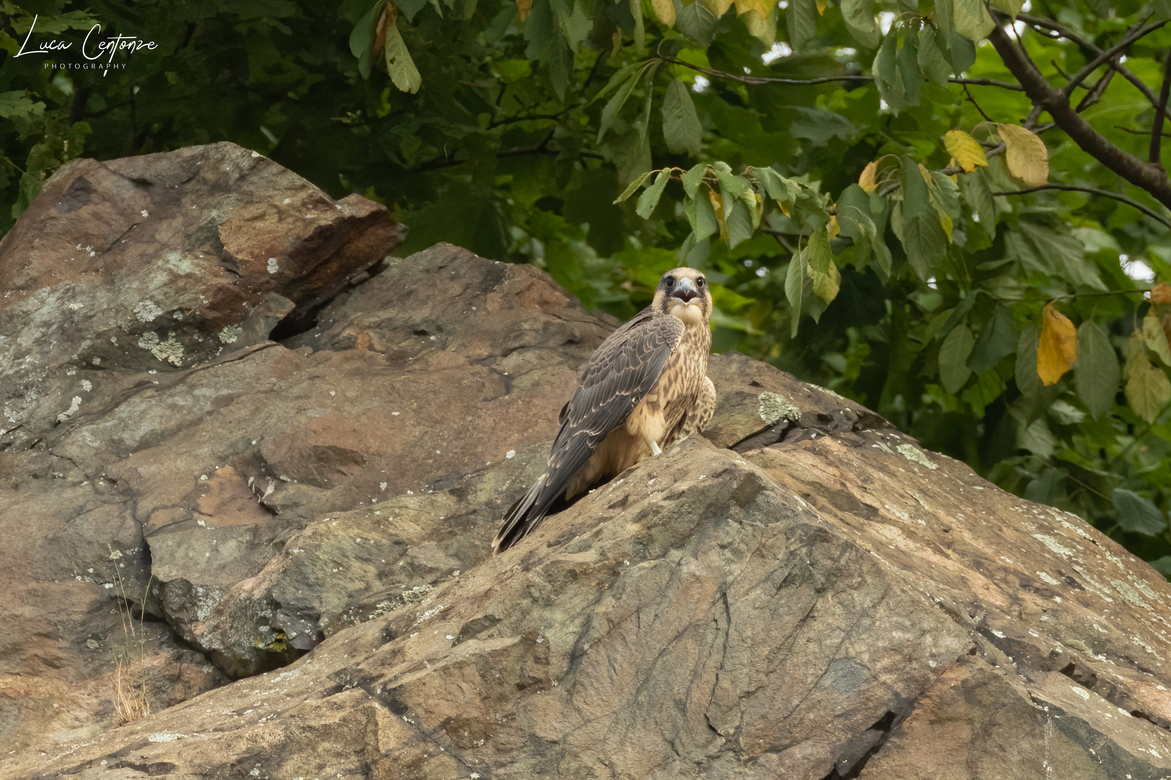 Falco Pellegrino (immaturo)