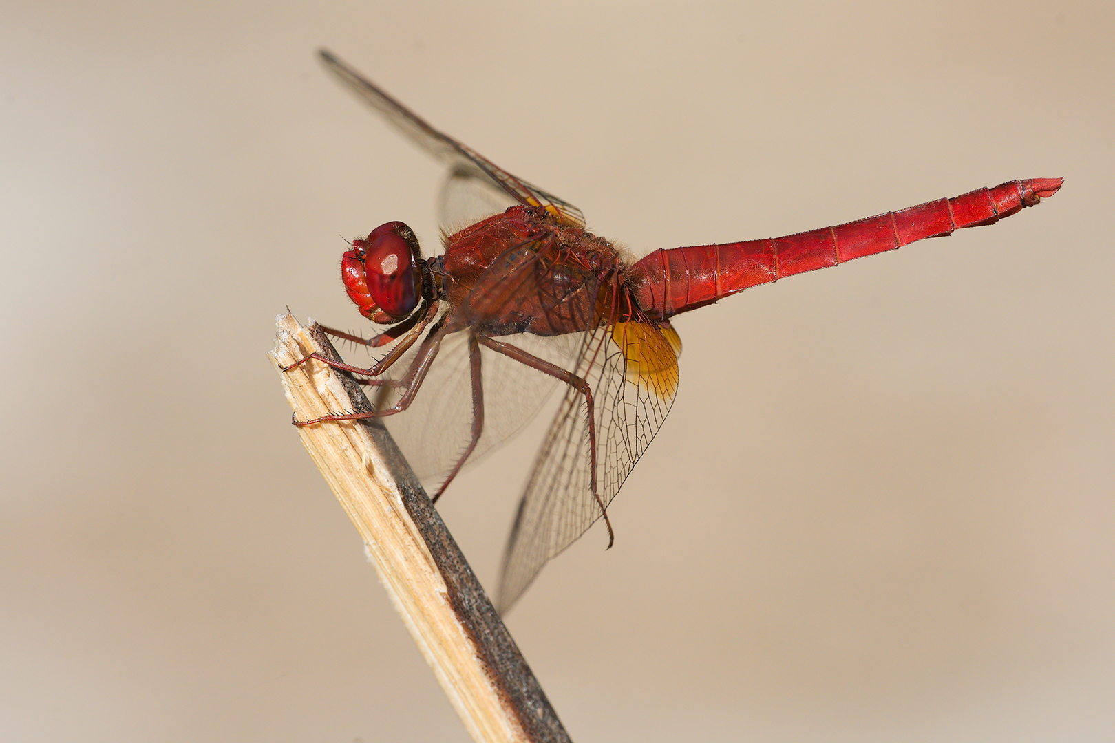 Crocothemis erythraea (male).