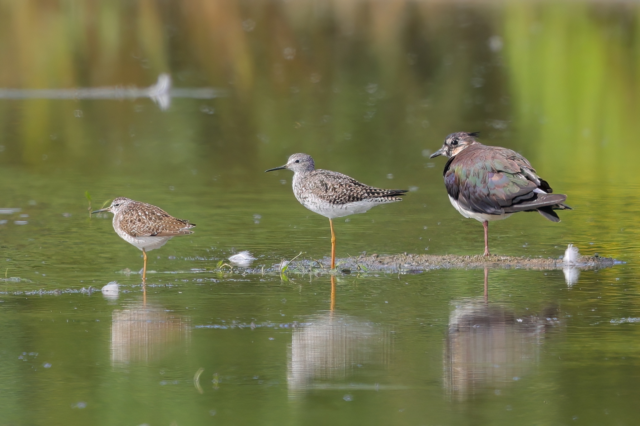 Boschereccio, squid yellow paws and lapwing