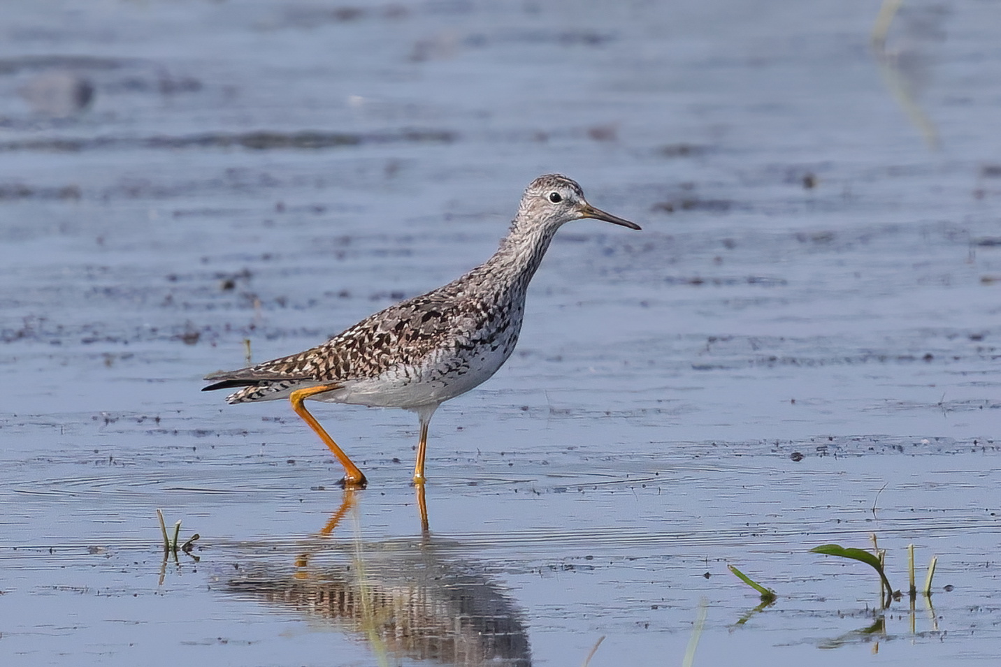 Lesser yellow-legged squid