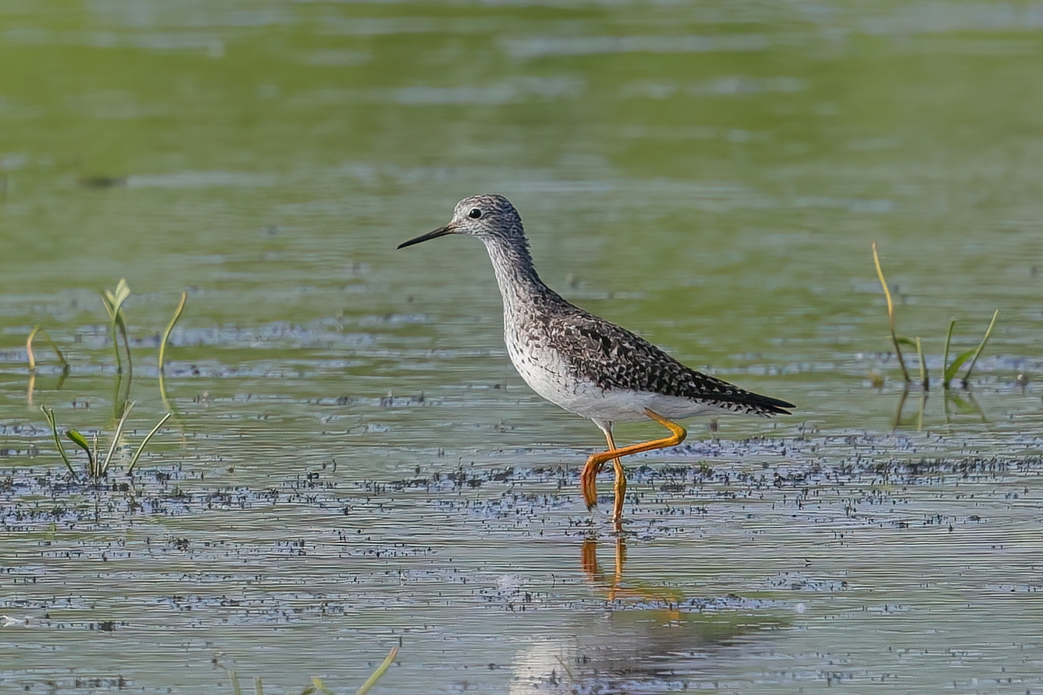 Lesser yellow-legged squid